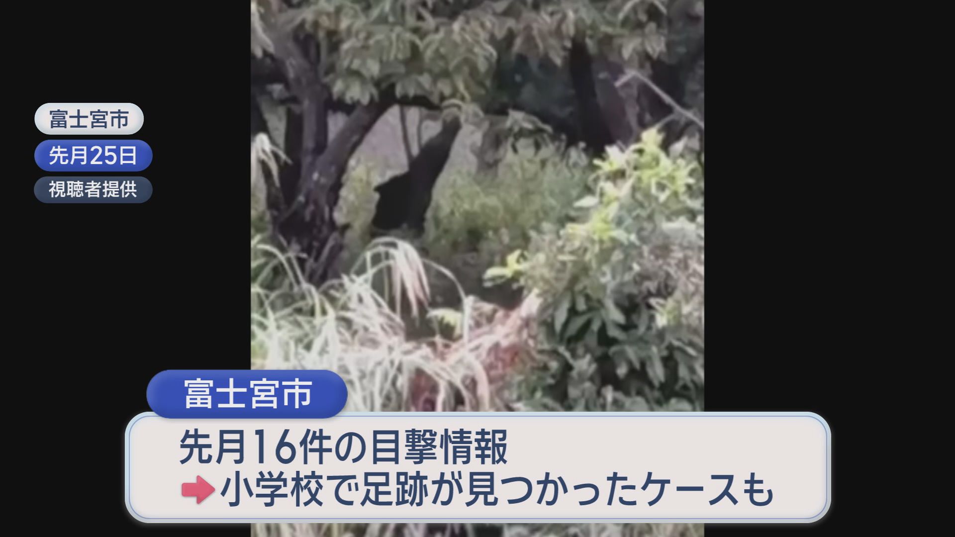 全国でクマ被害急増　10月だけで16件の目撃情報…小学校にはクマの足跡　静岡・富士宮市