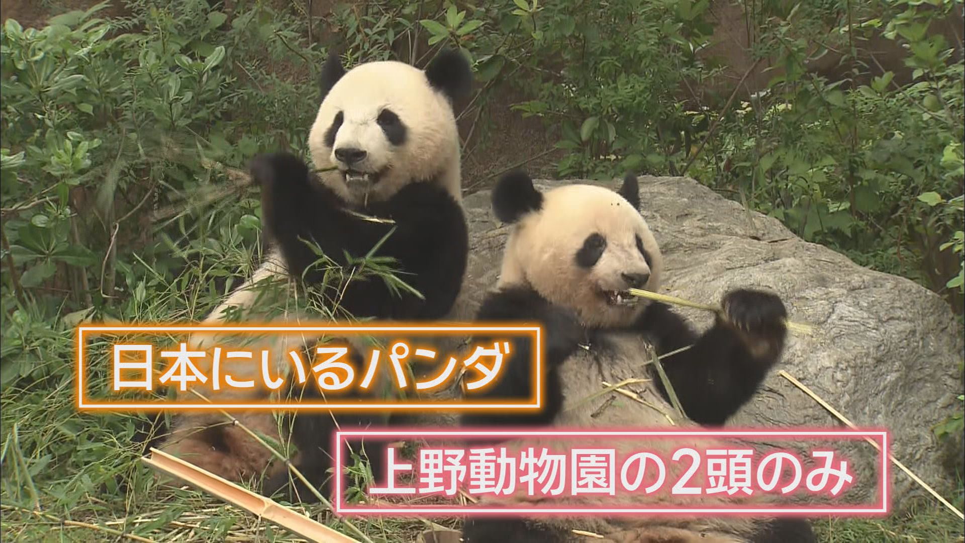 10代「パンダを巻き込まないで」　日中関係悪化の影響で53年ぶりに国内にパンダがいなくなる　静岡県では…