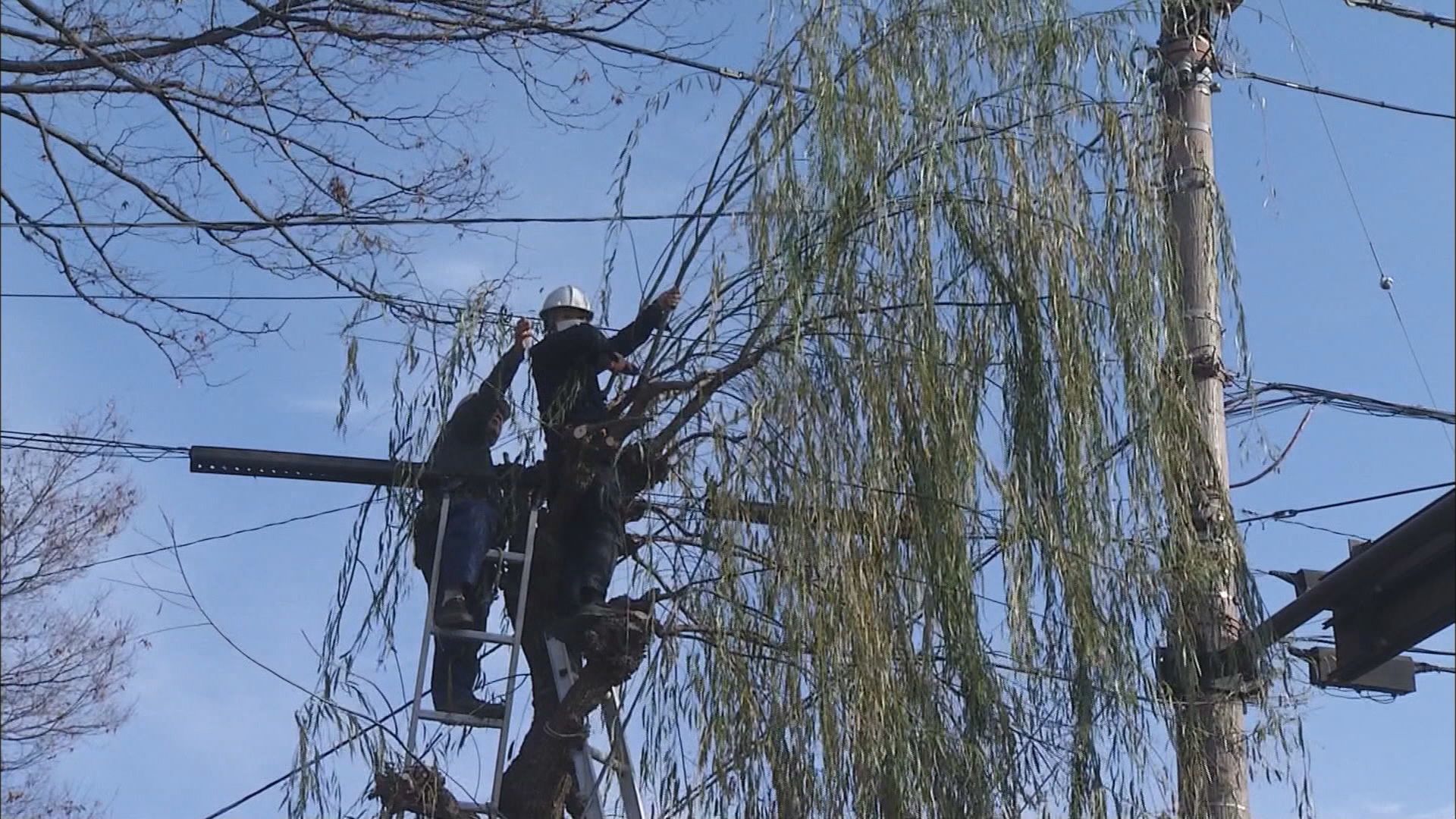 静岡・三島市で師走の風物詩「柳並木の枝打ち」　植木職人が２ｍから３ｍほどに伸びた柳の枝を切り落とす