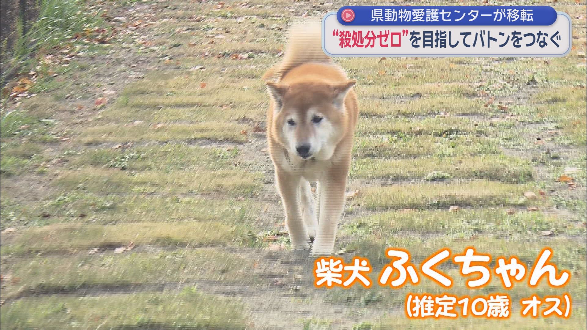 柴犬・ふくちゃん