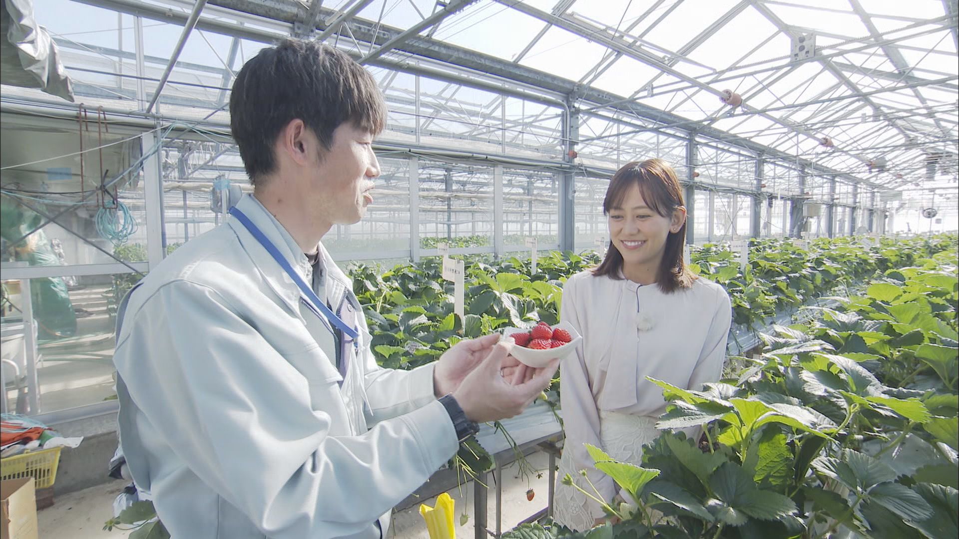 「静岡16号」…10年ぶり静岡県発イチゴの新品種　特長は『猛暑に強い』その研究最前線にカメラが　静岡・磐田市