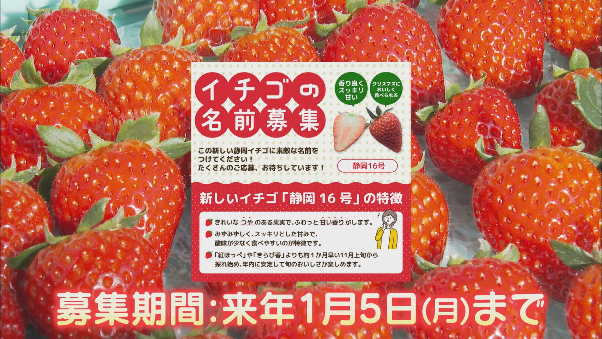 「静岡16号」…10年ぶり静岡県発イチゴの新品種　特長は『猛暑に強い』その研究最前線にカメラが　静岡・磐田市