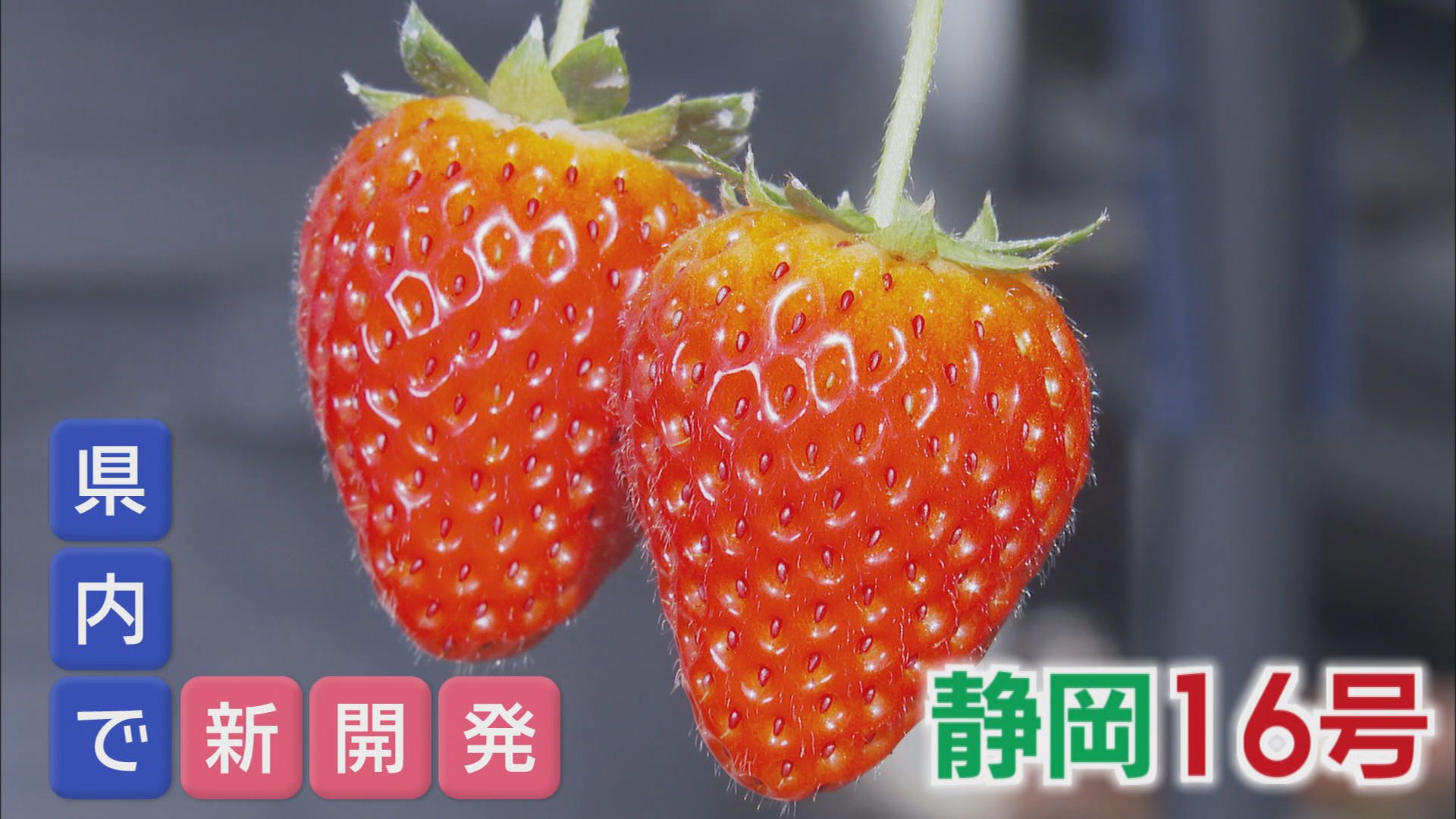 「静岡16号」…10年ぶり静岡県発イチゴの新品種　特長は『猛暑に強い』その研究最前線にカメラが　静岡・磐田市