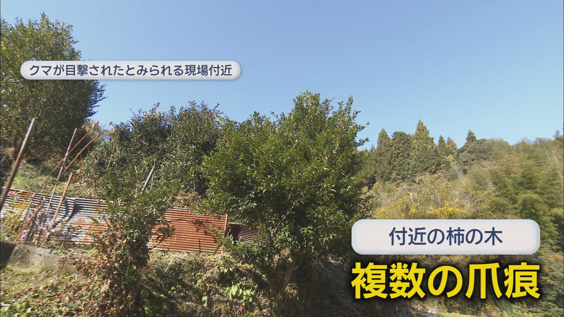 クマが目撃された静岡市葵区