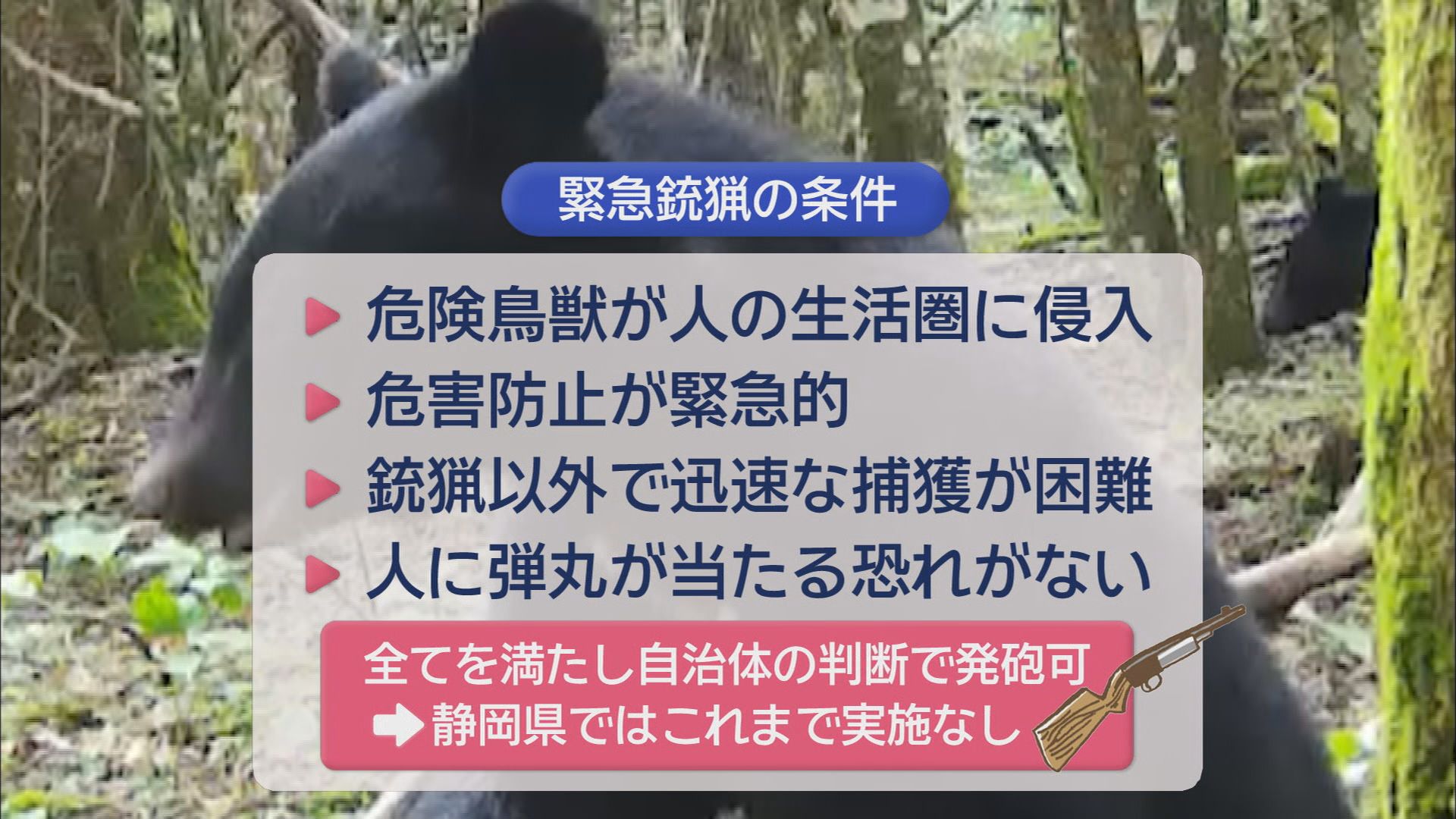 クマはもうすぐ冬眠するの?　「いえいえ、エサがあれば冬眠しません」　住宅に迫るクマ…静岡県内の対策は