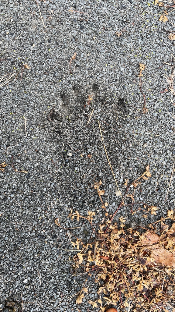 公園で見つかったクマとみられる足跡（静岡県警提供）
