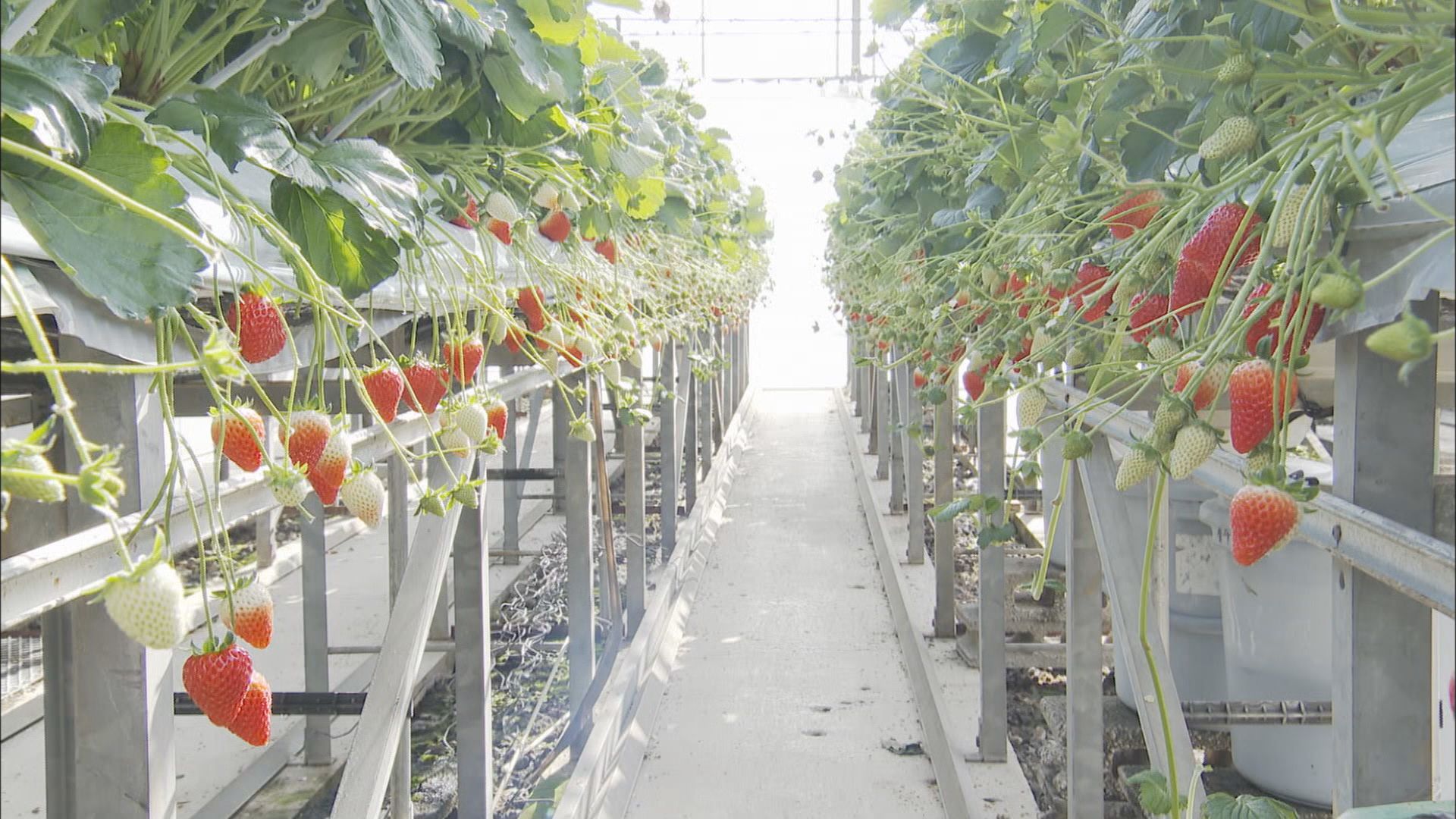 「静岡16号」…10年ぶり静岡県発イチゴの新品種　特長は『猛暑に強い』その研究最前線にカメラが　静岡・磐田市