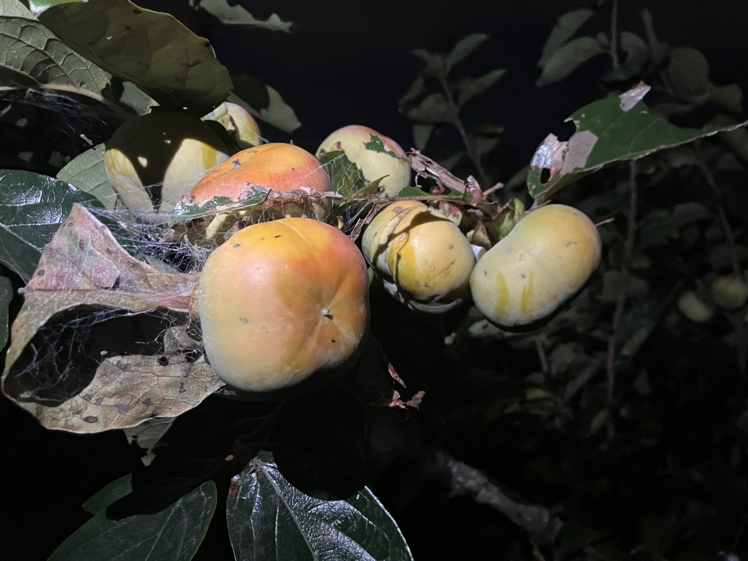 「母に柿をあげたかった」…男性に見つかり逃げようとして車を発進させたか　教員に拘禁刑８カ月を求刑　静岡地裁沼津支部　