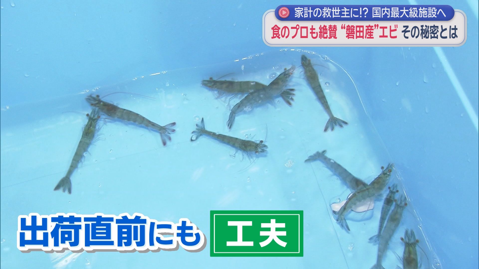 安定供給に期待の『陸上養殖』　すし職人絶賛も9割は輸入に頼る「バナメイエビ」　静岡・磐田市