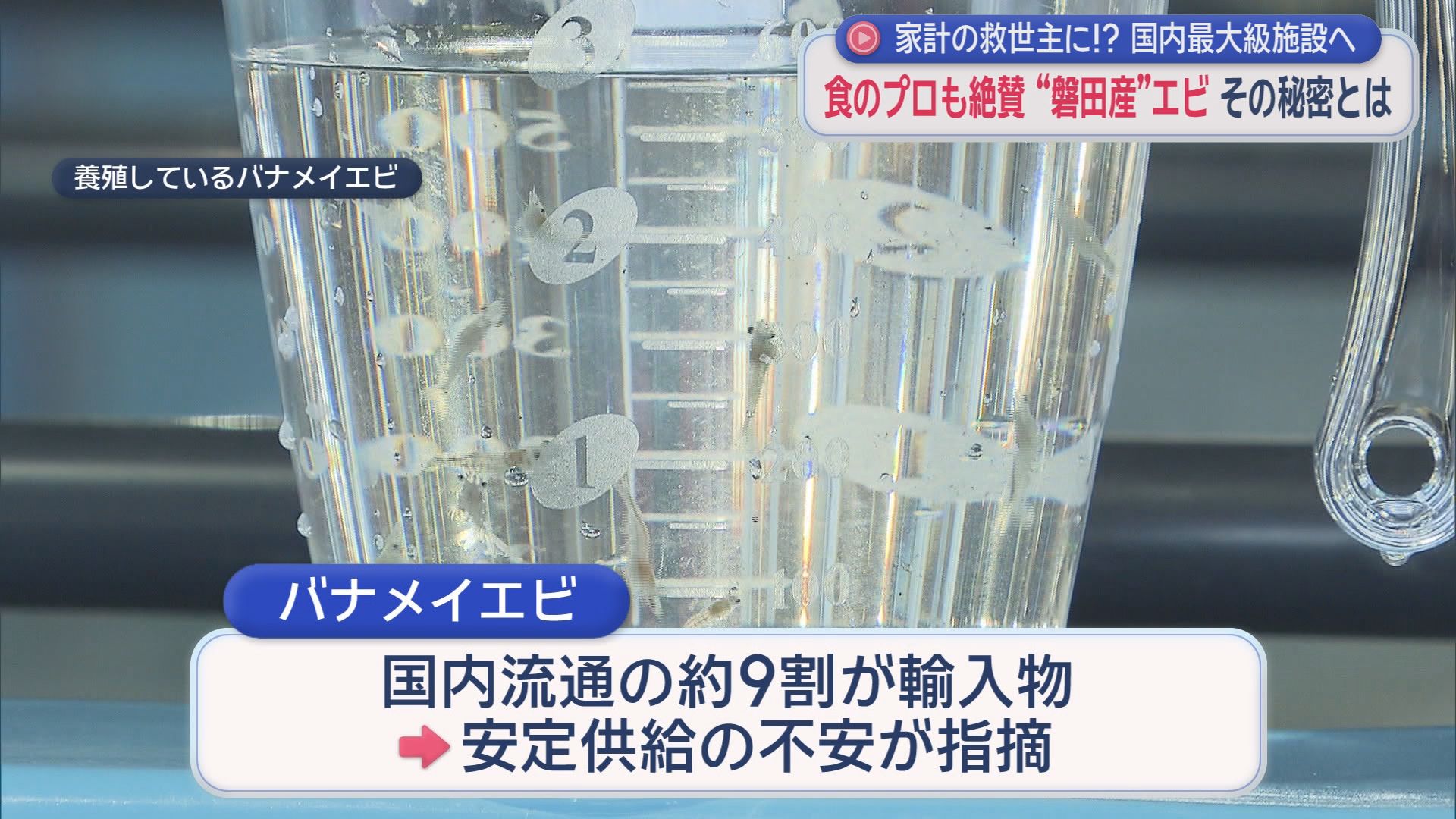 安定供給に期待の『陸上養殖』　すし職人絶賛も9割は輸入に頼る「バナメイエビ」　静岡・磐田市