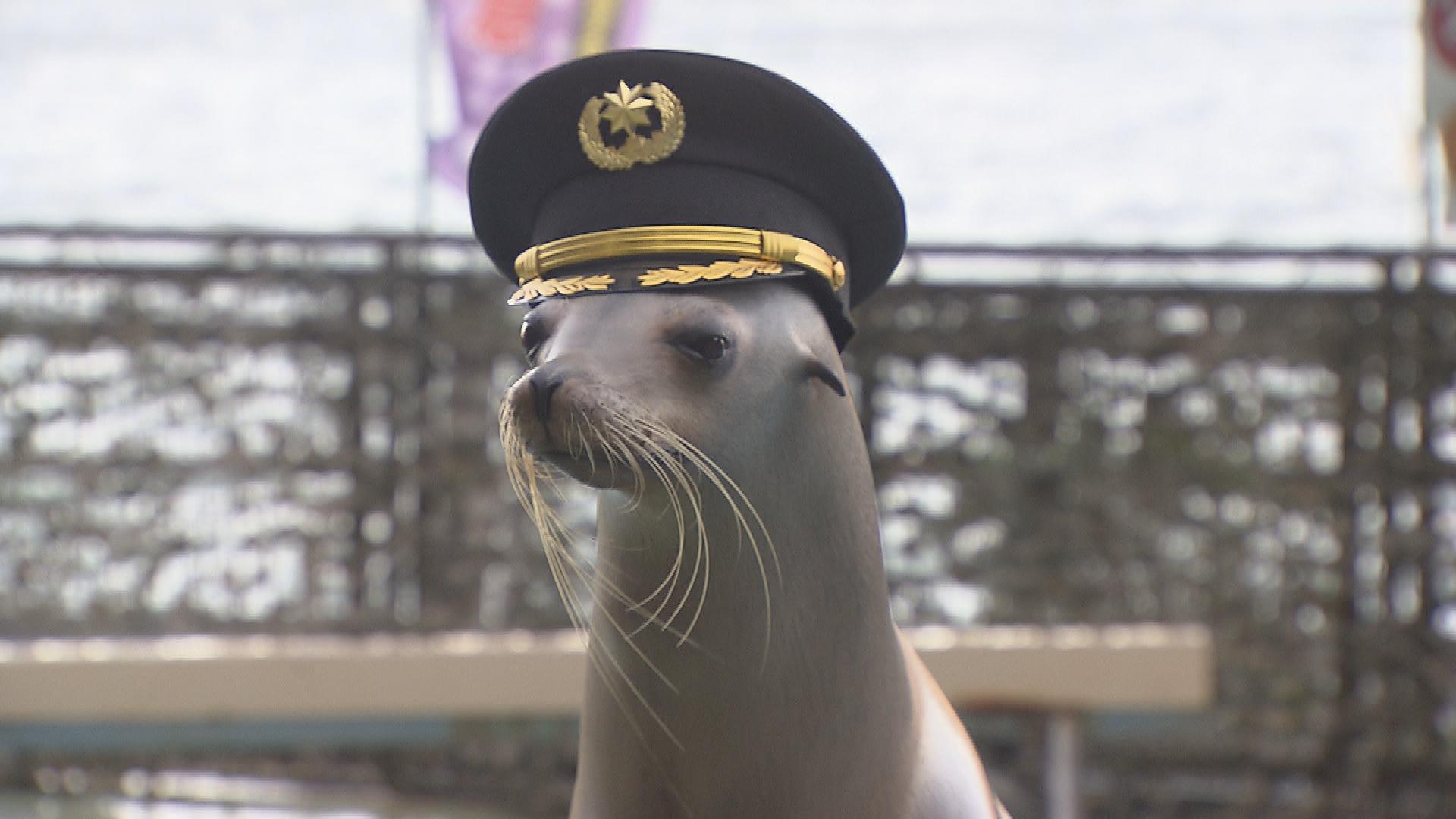 110番の日アシカの「ミクちゃん」が警察署の110番広報隊長に　小学生と警察官の仕事を学ぶ　静岡県警沼津警察署