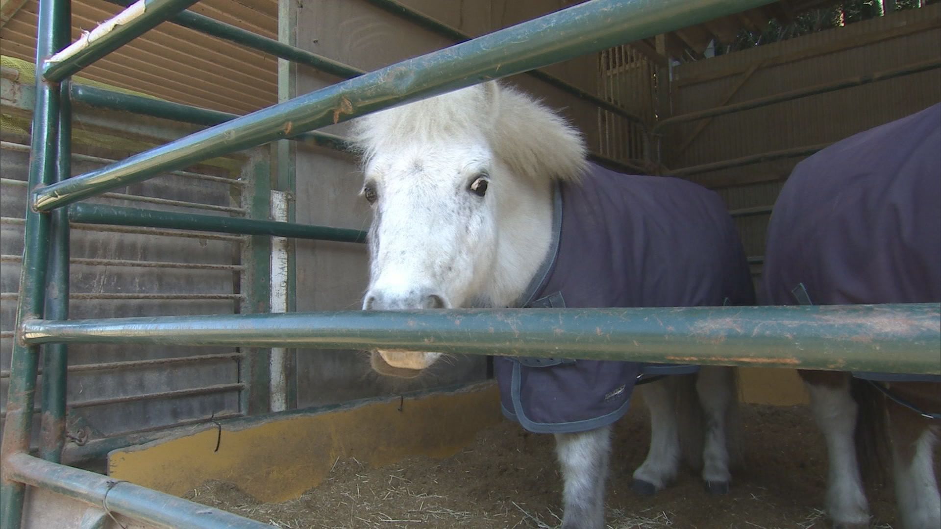 今年は午(うま)年…3歳から楽しめる乗馬に堀アナが挑戦　馬刺しや桜鍋を味わえる店も　静岡