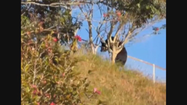 １２月に菊川市で確認されたクマ（提供　菊川市）