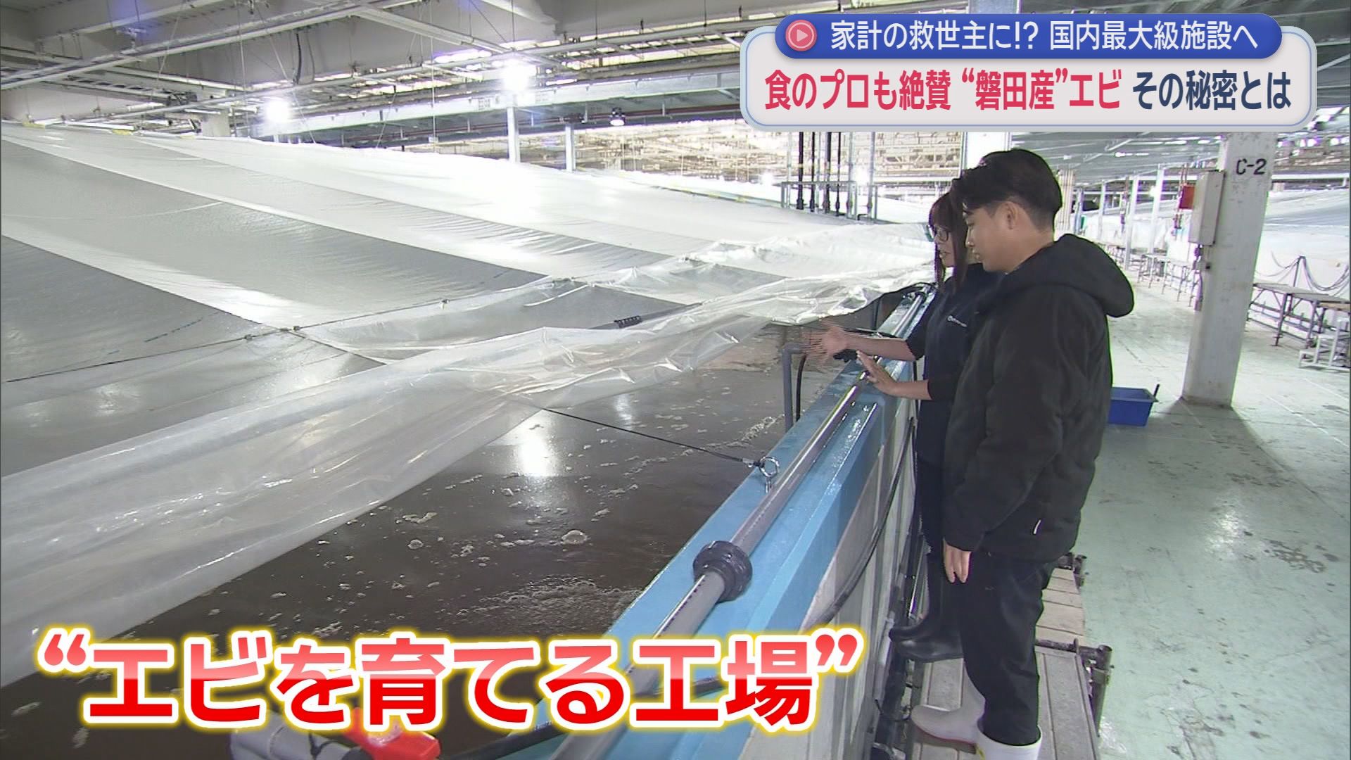 安定供給に期待の『陸上養殖』　すし職人絶賛も9割は輸入に頼る「バナメイエビ」　静岡・磐田市