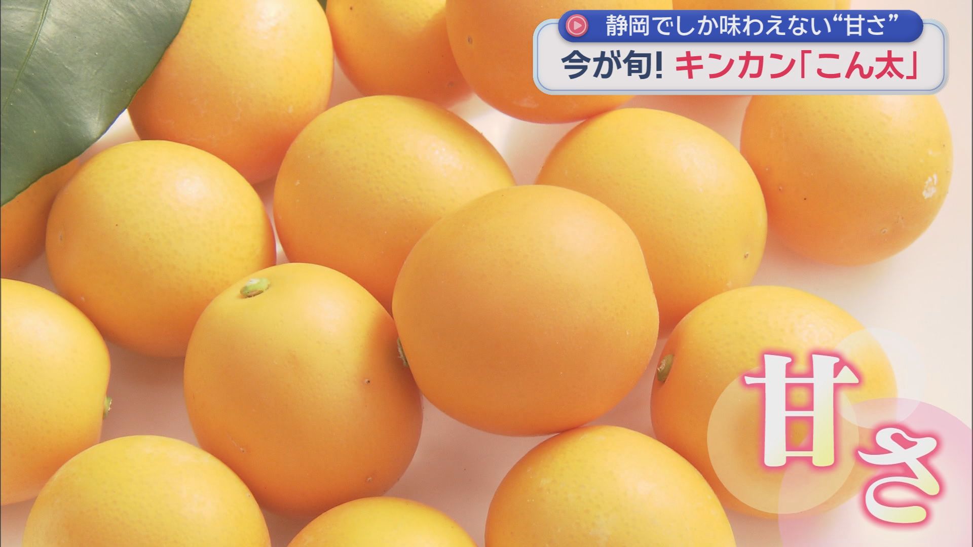とにかく甘い！！　新種のキンカン「こん太」を新しい清水の特産品に　静岡市清水区　