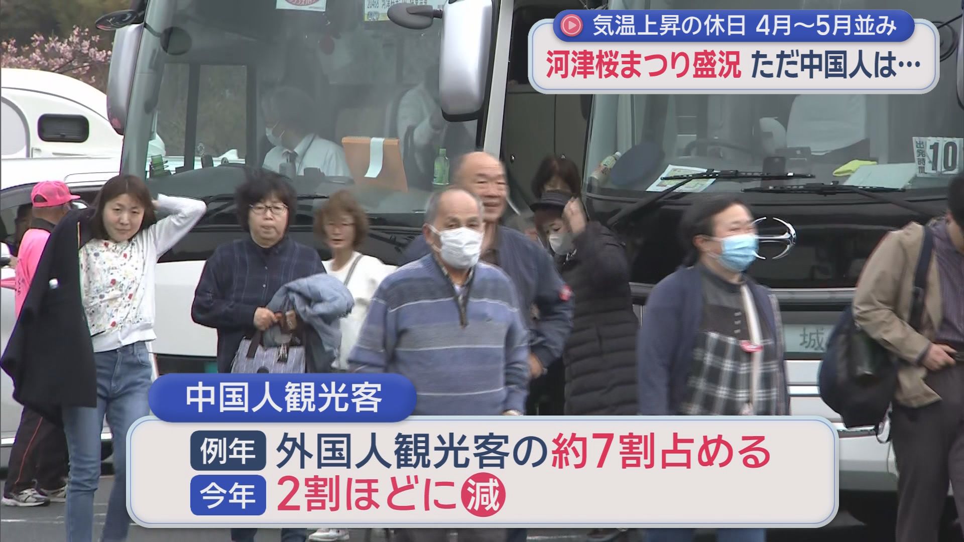 「河津さくらまつり」に大勢の観光客　三連休最終日の２３日に「満開」宣言が　静岡・河津町
