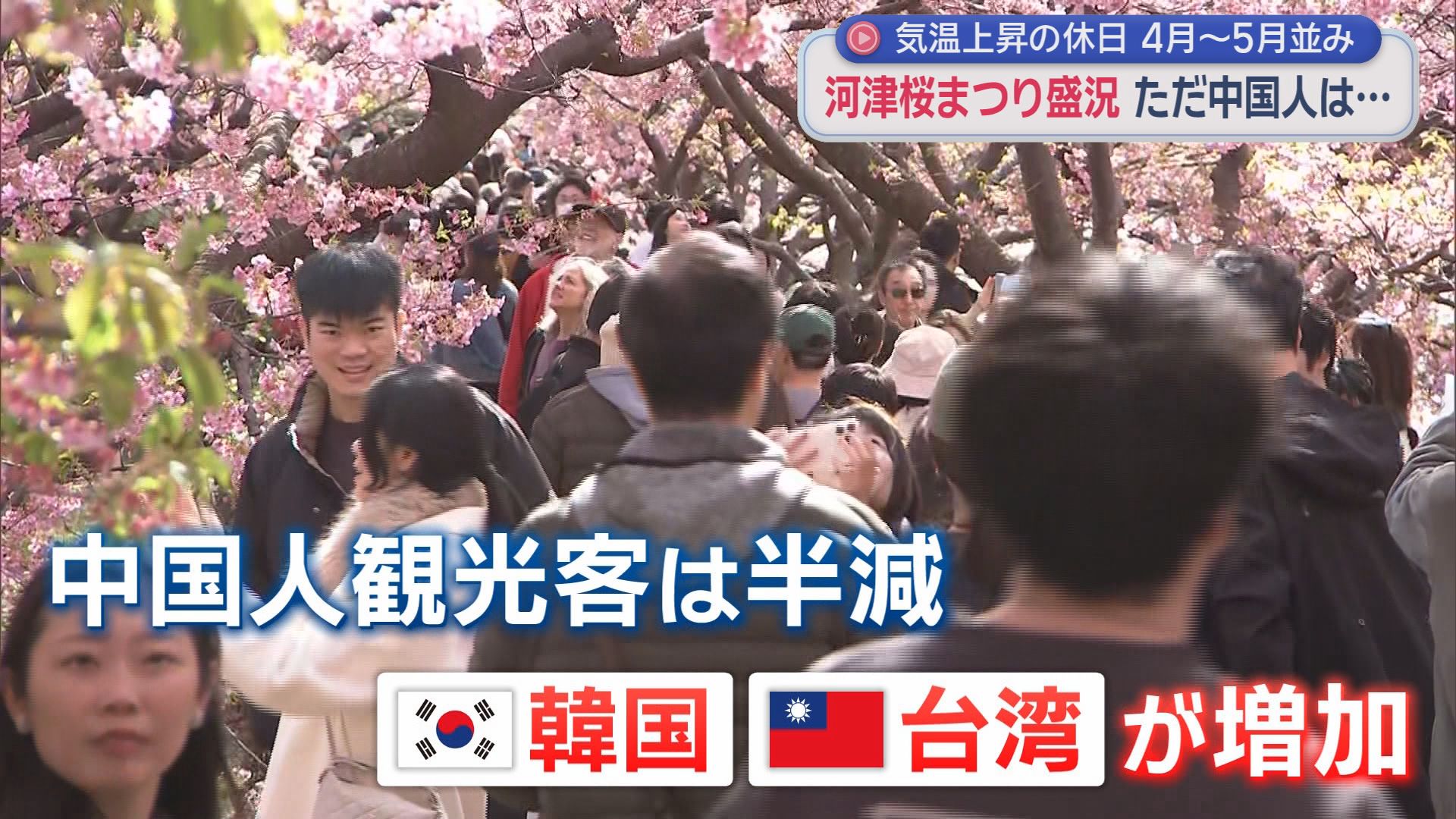 「河津さくらまつり」に大勢の観光客　三連休最終日の２３日に「満開」宣言が　静岡・河津町