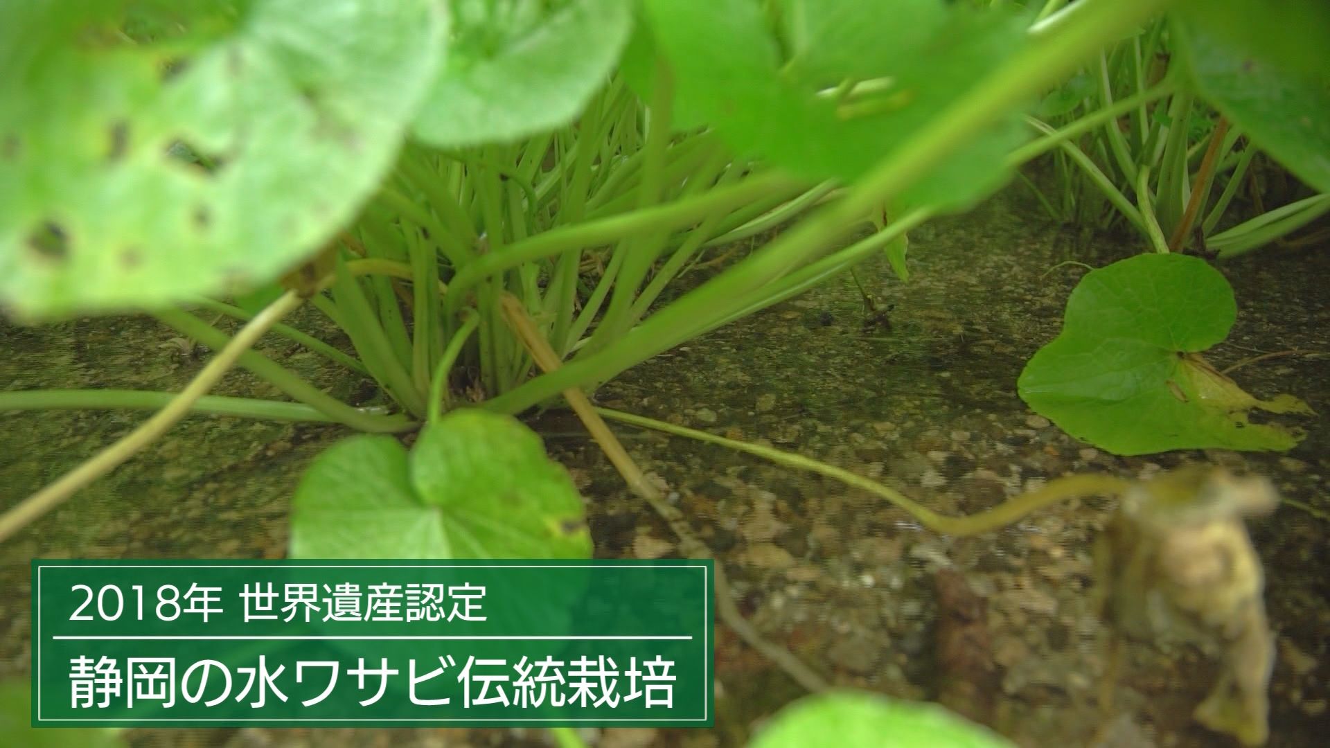 『わさび栽培発祥の地』静岡市に雨が降らない…わさびがピンチ!　組合長「今すぐ打つ手はない」　生産者「水がないと根も枯れる」