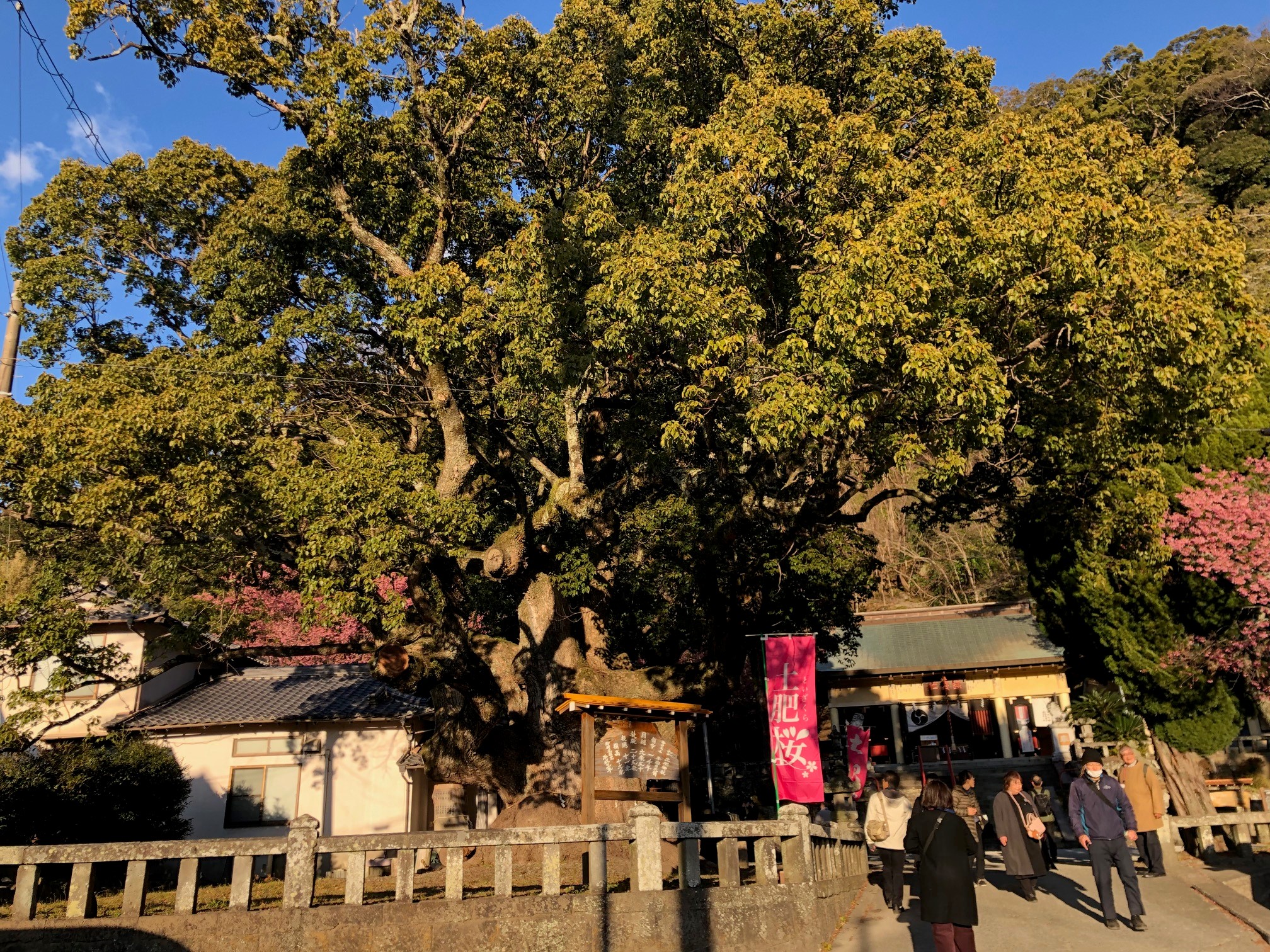 土肥神社の樹齢１０００年以上のクスノキ