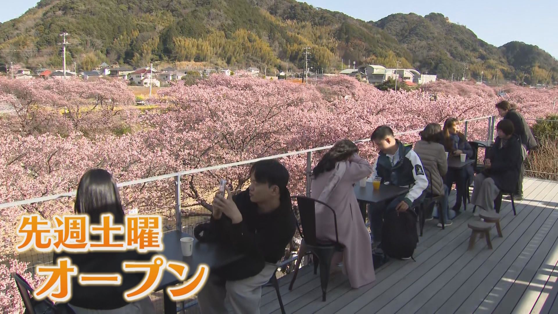 2週間ほど早い「見ごろ宣言」…河津桜まつりの見どころ・食べ処を地元ユーチューバーが案内　静岡・河津町