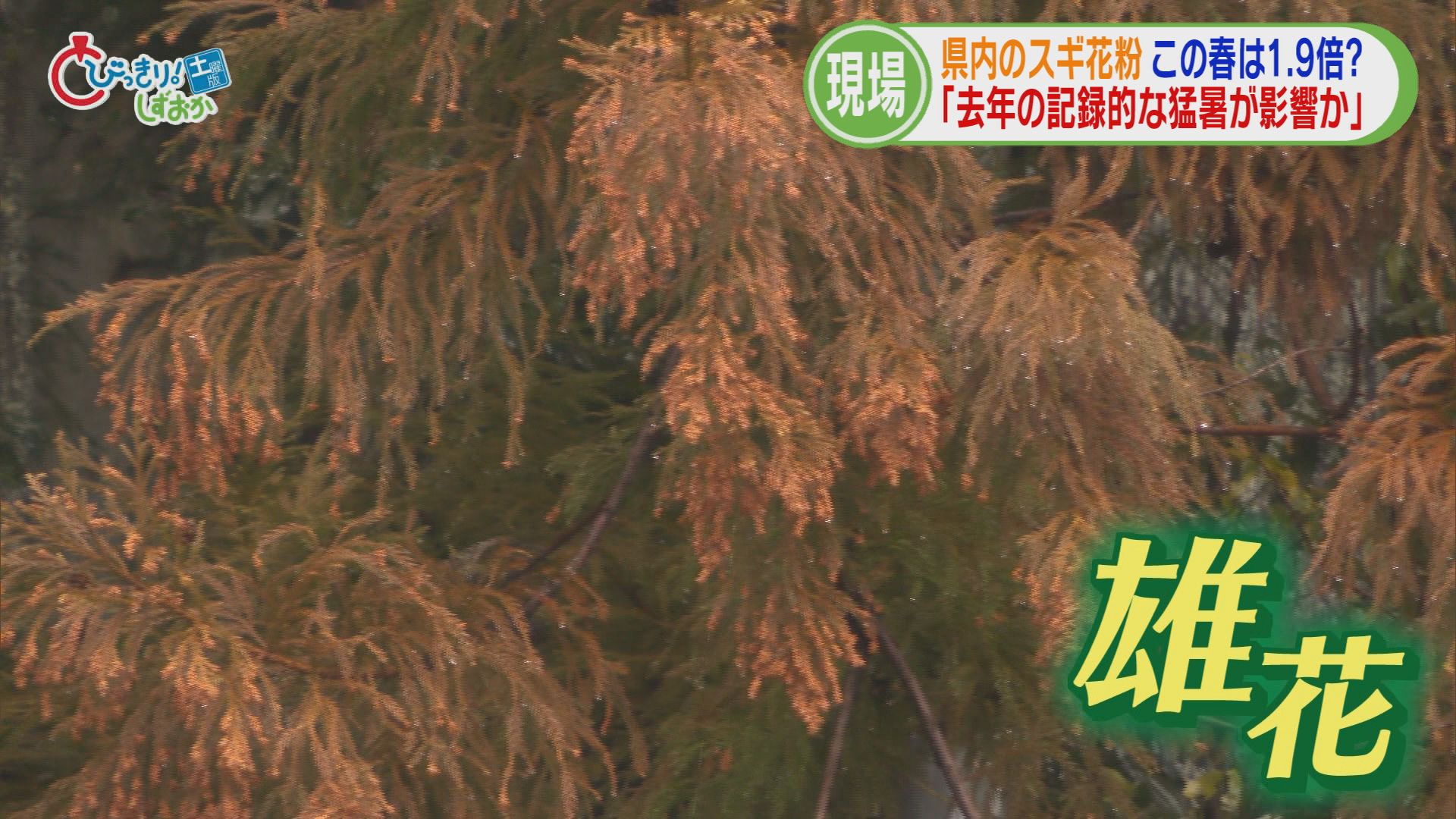 「目や鼻の中がかゆい」…今年の花粉は平年の1.9倍　耳鼻科医「静岡に引っ越してきた患者が多い」　対策グッズのトレンドは？　