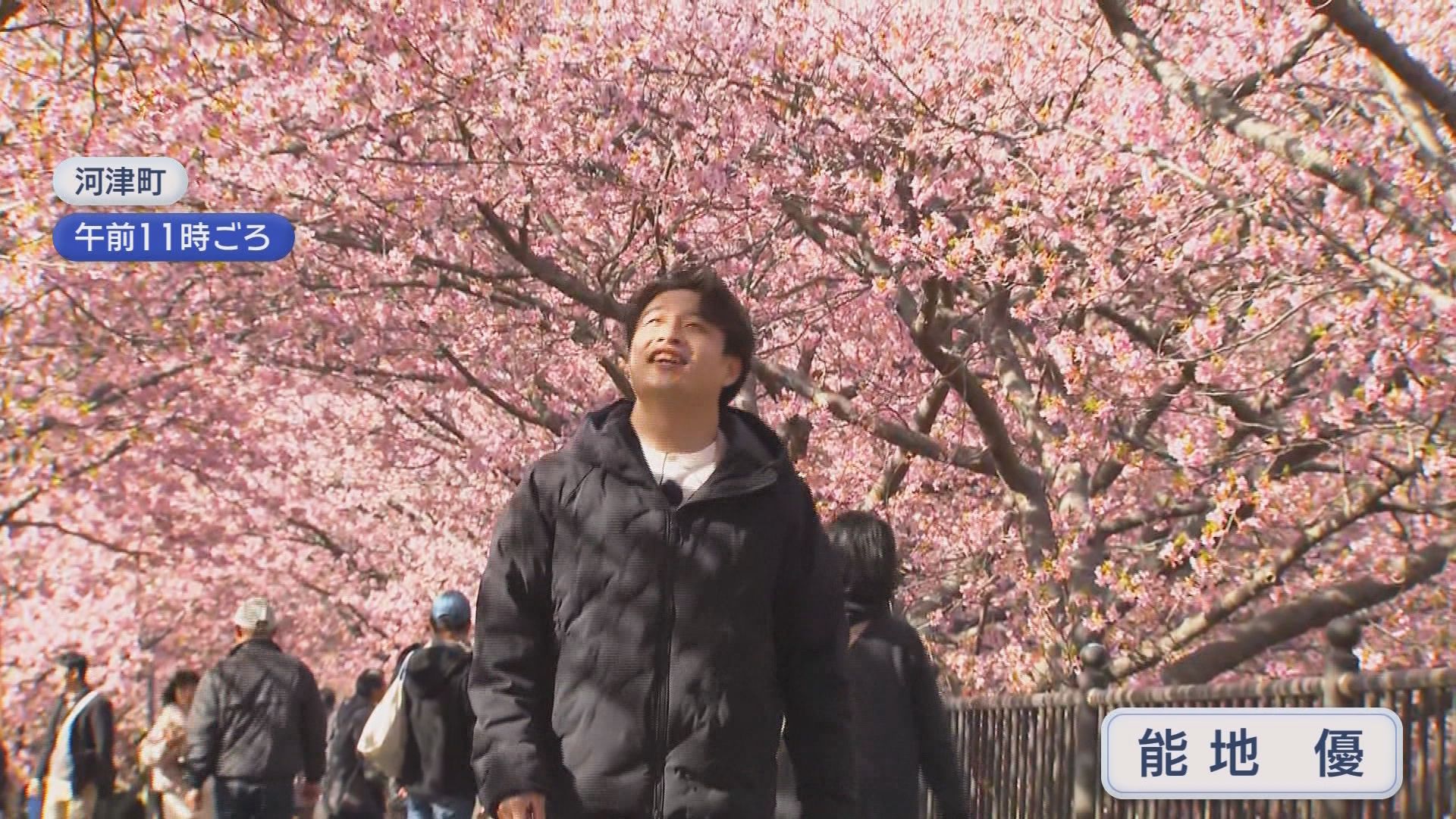 2週間ほど早い「見ごろ宣言」…河津桜まつりの見どころ・食べ処を地元ユーチューバーが案内　静岡・河津町