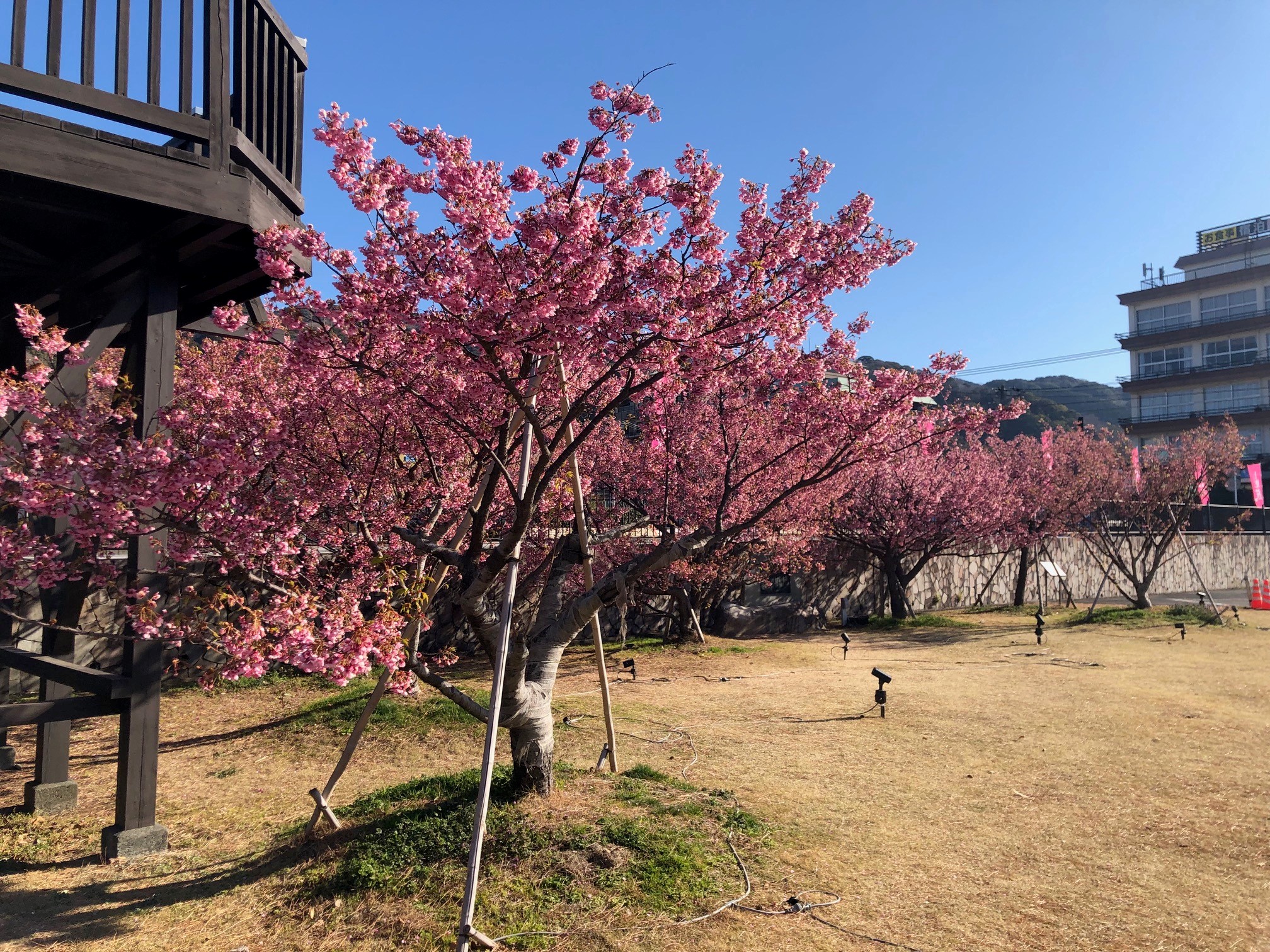 早咲きの「土肥桜」