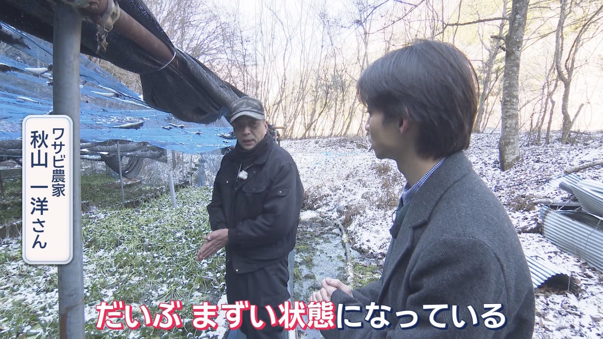 『わさび栽培発祥の地』静岡市に雨が降らない…わさびがピンチ!　組合長「今すぐ打つ手はない」　生産者「水がないと根も枯れる」
