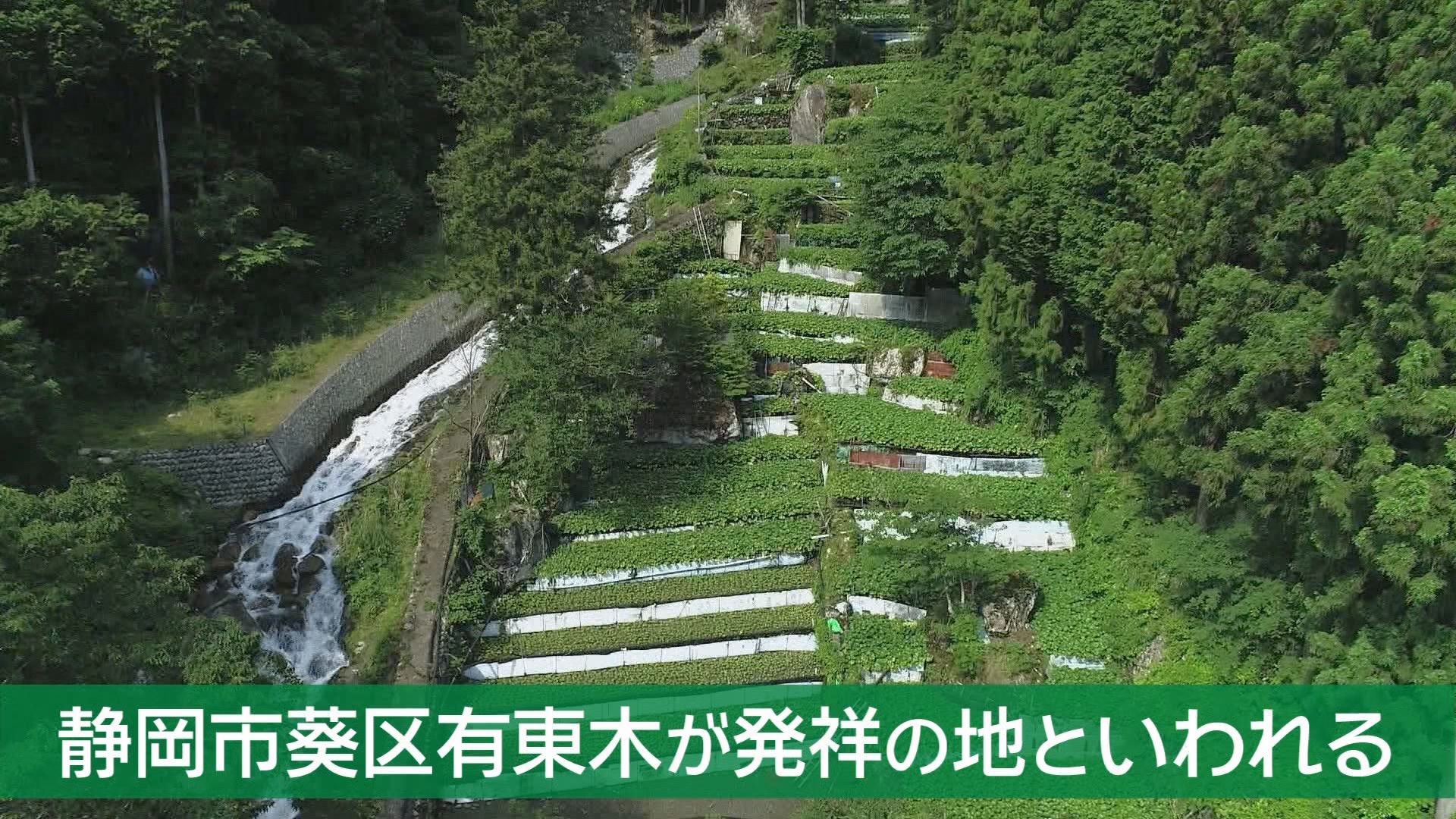 『わさび栽培発祥の地』静岡市に雨が降らない…わさびがピンチ!　組合長「今すぐ打つ手はない」　生産者「水がないと根も枯れる」
