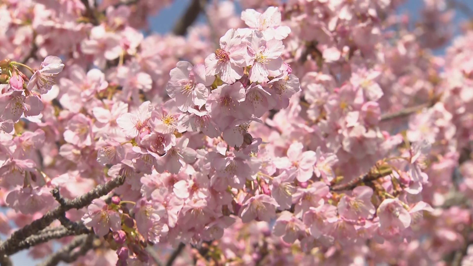 2週間ほど早い「見ごろ宣言」…河津桜まつりの見どころ・食べ処を地元ユーチューバーが案内　静岡・河津町