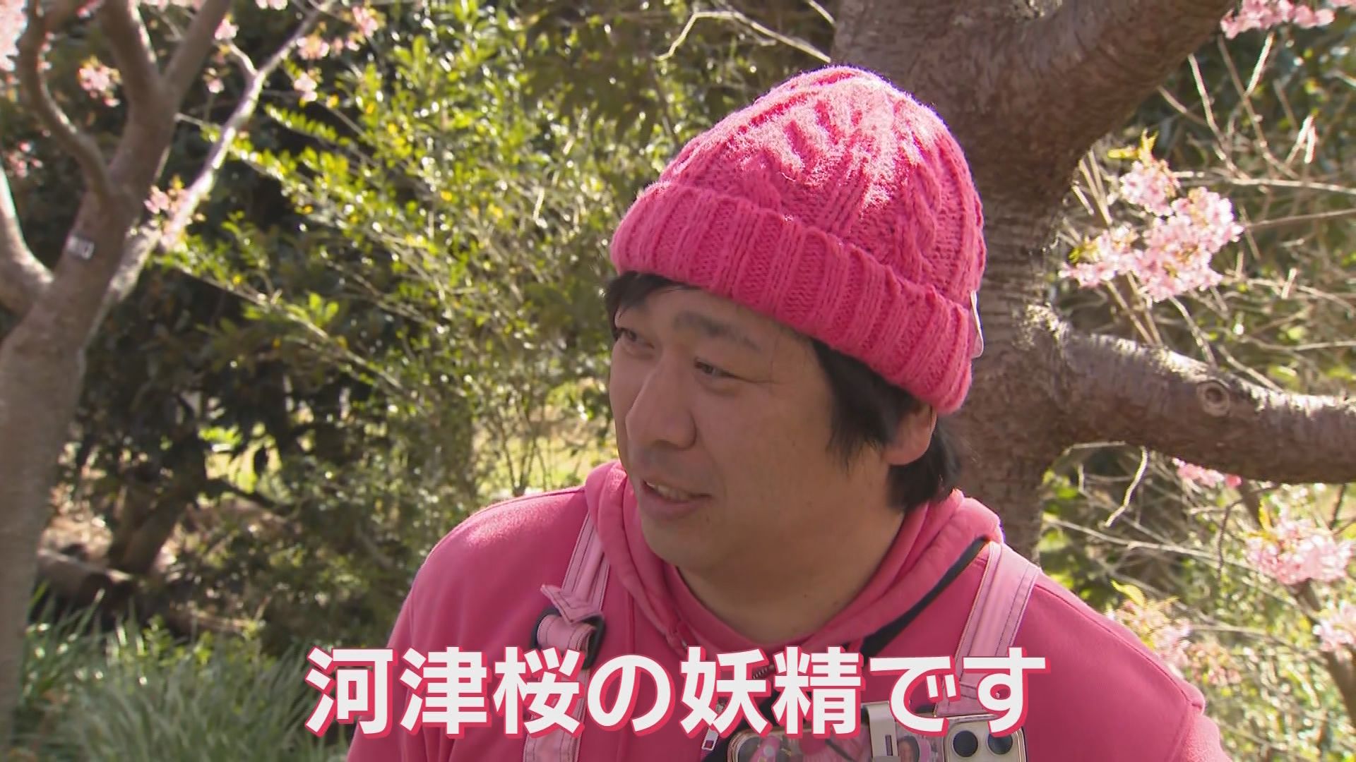 2週間ほど早い「見ごろ宣言」…河津桜まつりの見どころ・食べ処を地元ユーチューバーが案内　静岡・河津町