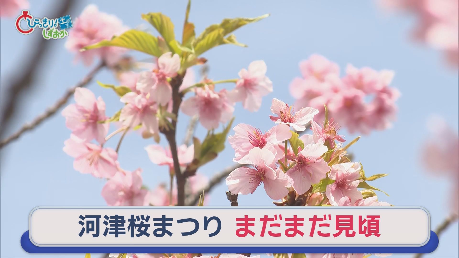 田久保前市長書類送検…“卒業証書”提出拒否　ぴよりん1年半ぶり静岡に　搭乗者数は目標の半数…静岡空港に厳しい声　/10分でわかる今週の静岡