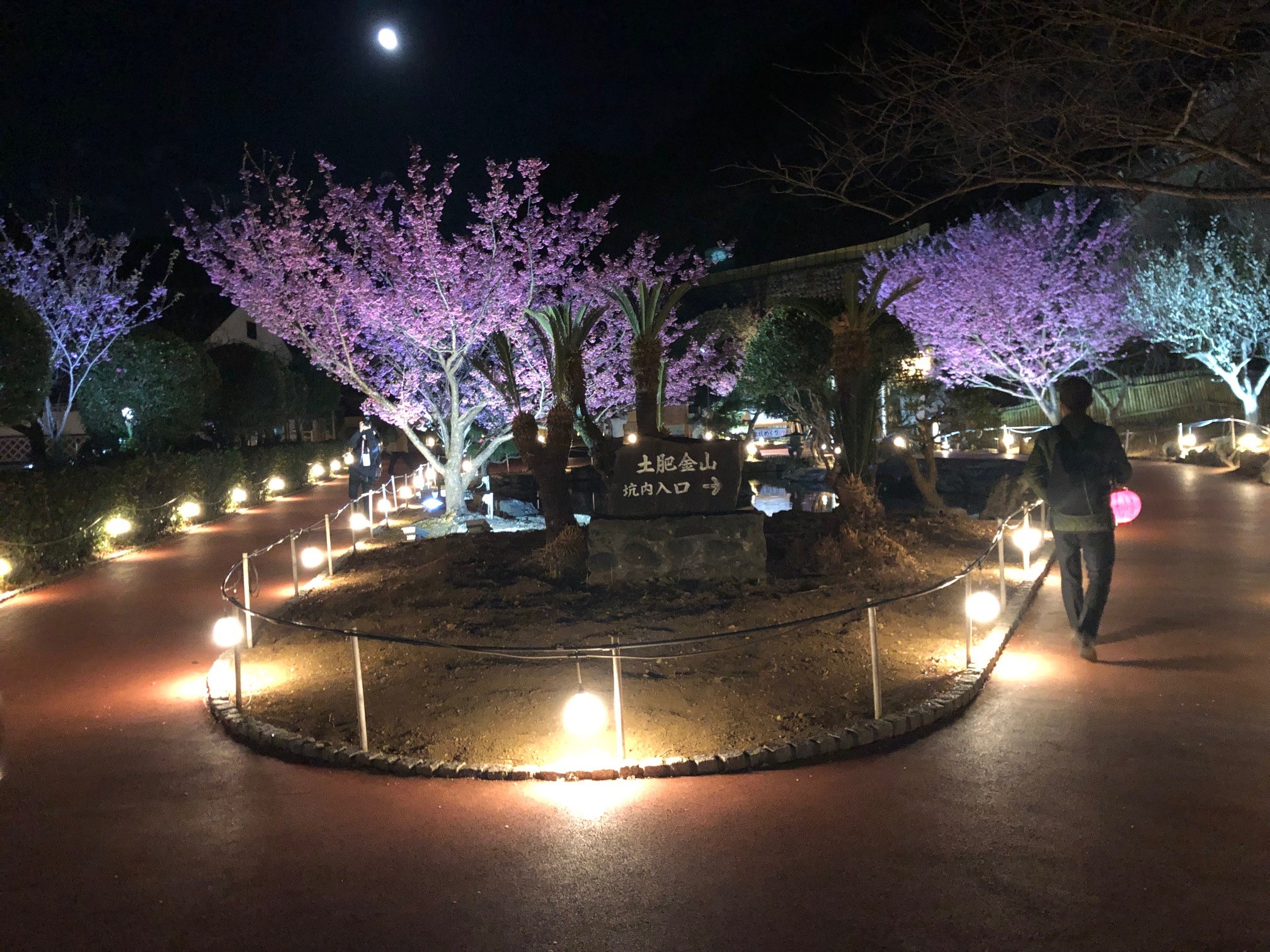 「土肥金山」では桜がライトアップ