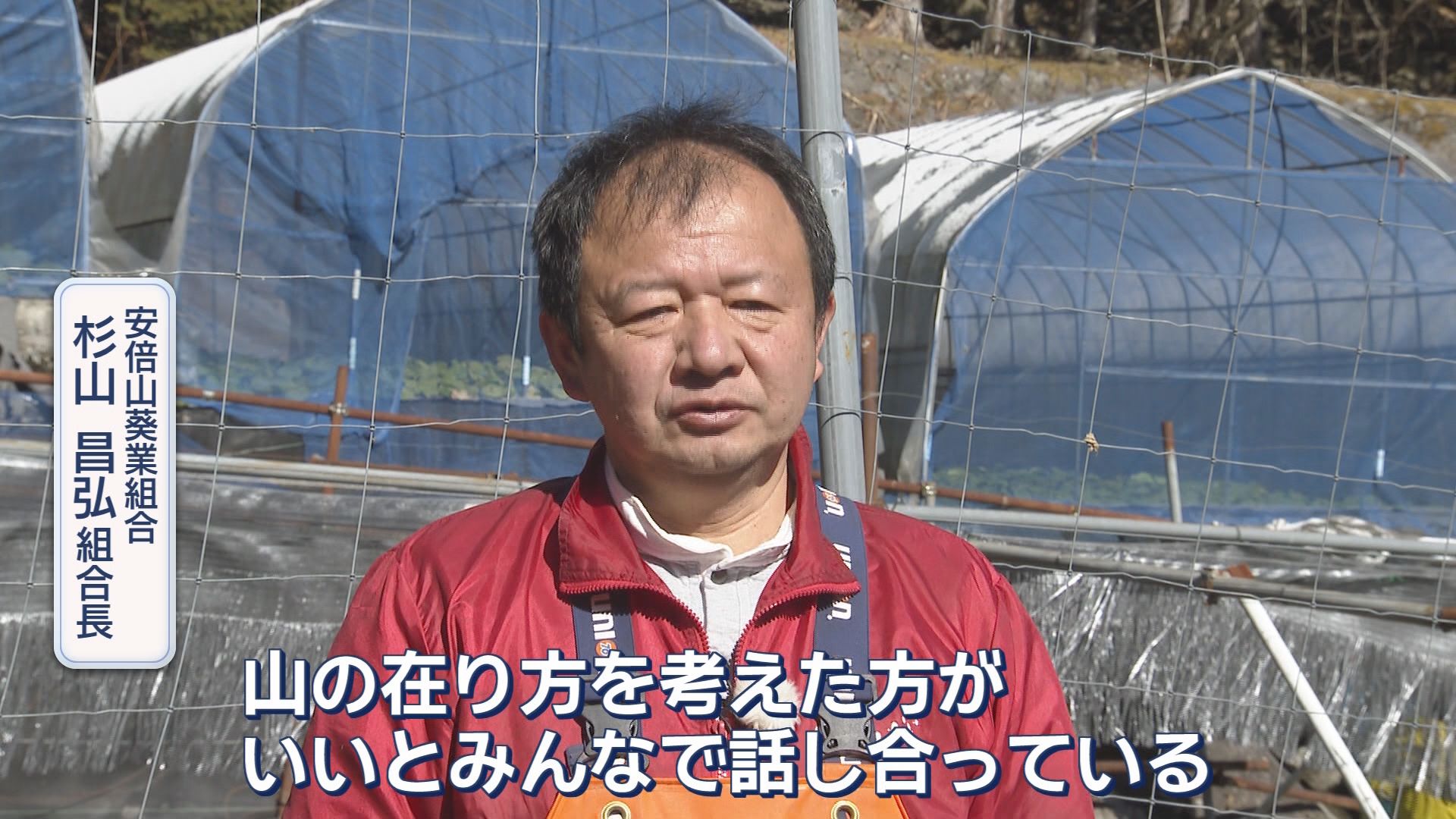 『わさび栽培発祥の地』静岡市に雨が降らない…わさびがピンチ!　組合長「今すぐ打つ手はない」　生産者「水がないと根も枯れる」