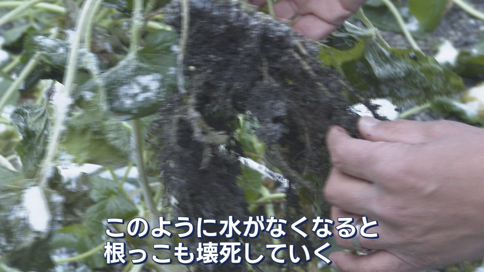 『わさび栽培発祥の地』静岡市に雨が降らない…わさびがピンチ!　組合長「今すぐ打つ手はない」　生産者「水がないと根も枯れる」