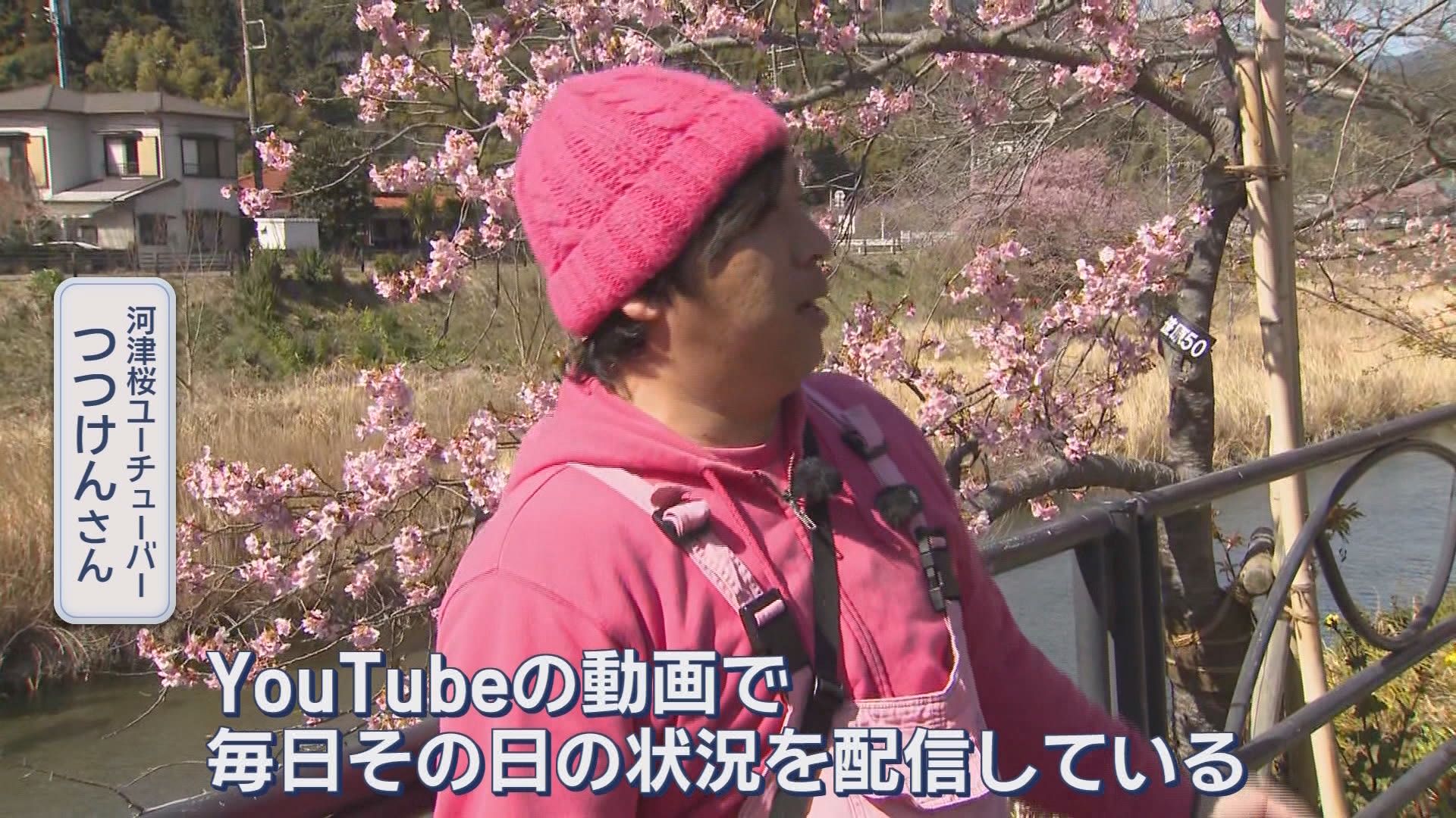 2週間ほど早い「見ごろ宣言」…河津桜まつりの見どころ・食べ処を地元ユーチューバーが案内　静岡・河津町