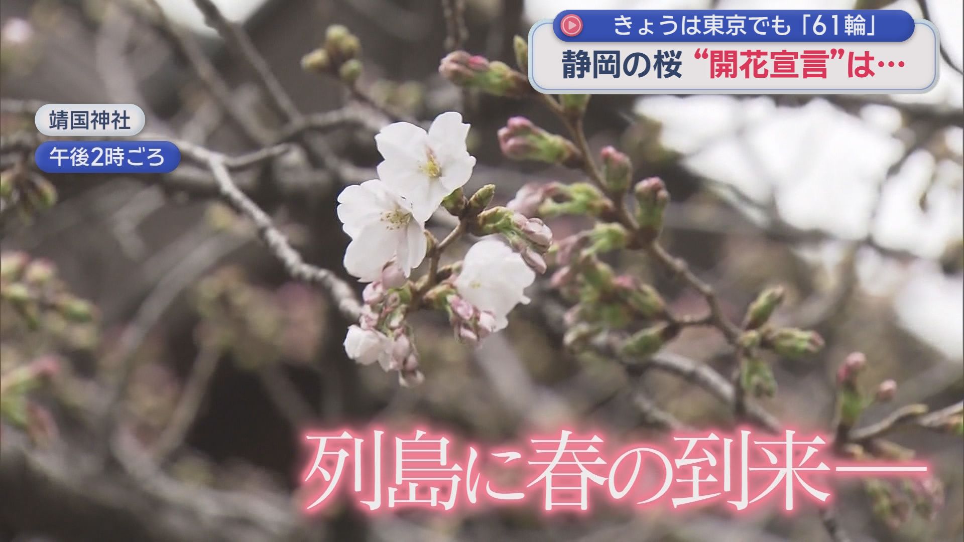 気象台の標本木をテレビカメラが囲むも…基準の5～6輪以上にならず開花発表は「お預け」　東京は61輪で「開花発表」　静岡地方気象台