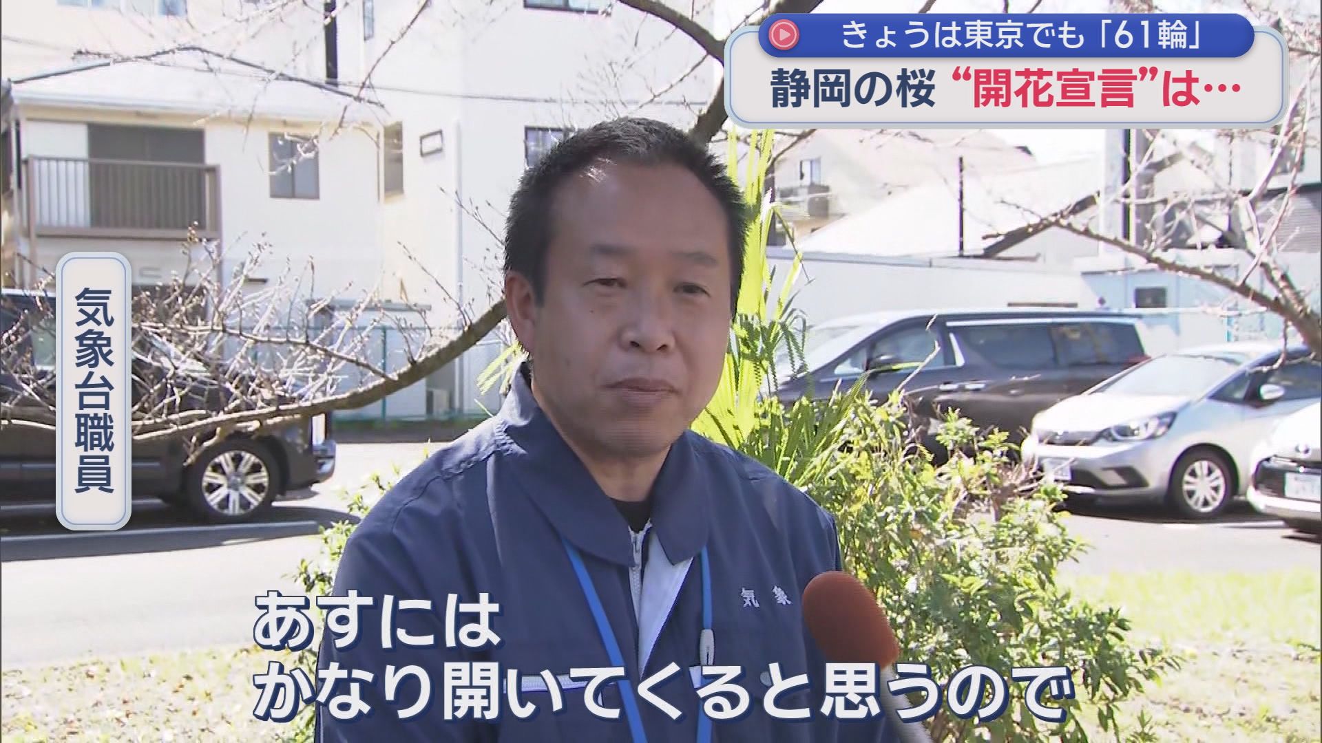 気象台の標本木をテレビカメラが囲むも…基準の5～6輪以上にならず開花発表は「お預け」　東京は61輪で「開花発表」　静岡地方気象台