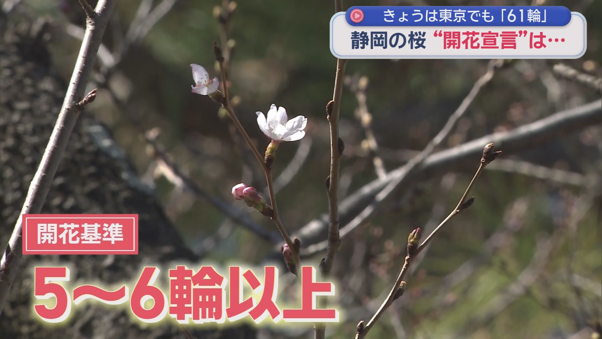 気象台の標本木をテレビカメラが囲むも…基準の5～6輪以上にならず開花発表は「お預け」　東京は61輪で「開花発表」　静岡地方気象台