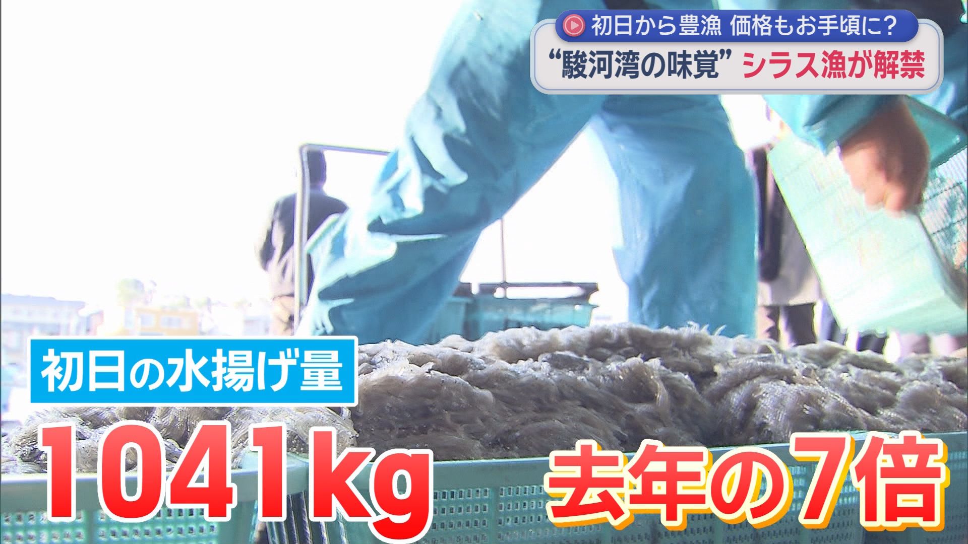 今シーズンのシラス漁が始まる　初日の水揚げ量は前年のおよそ7倍、幸先の良いスタートに　静岡・田子の浦港