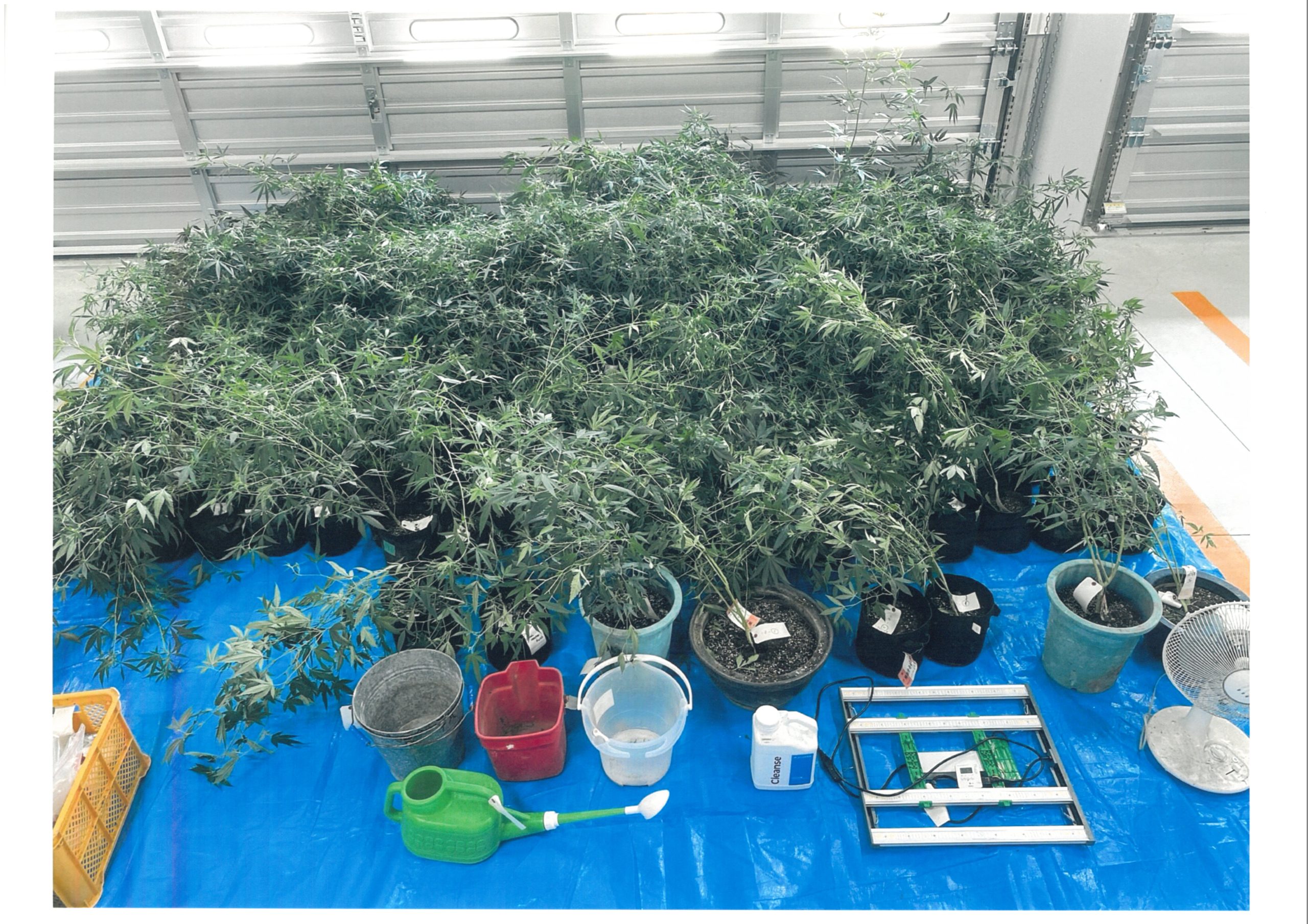 押収された大麻草など　静岡県警提供