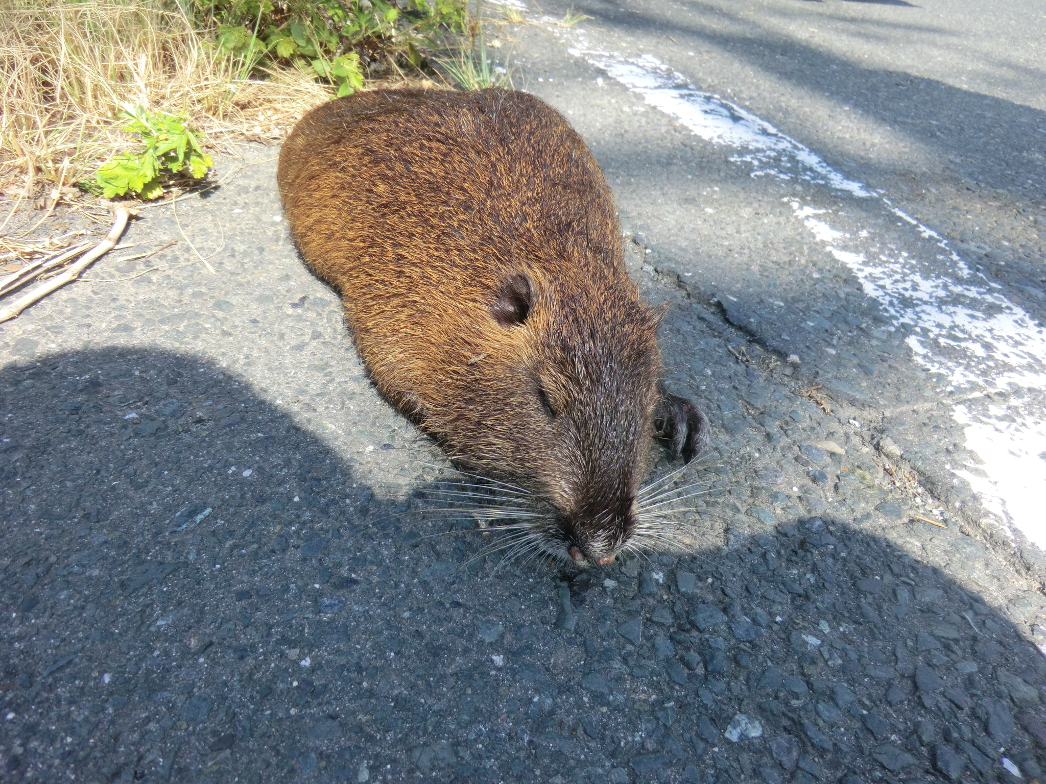 ヌートリア　提供：磐田市