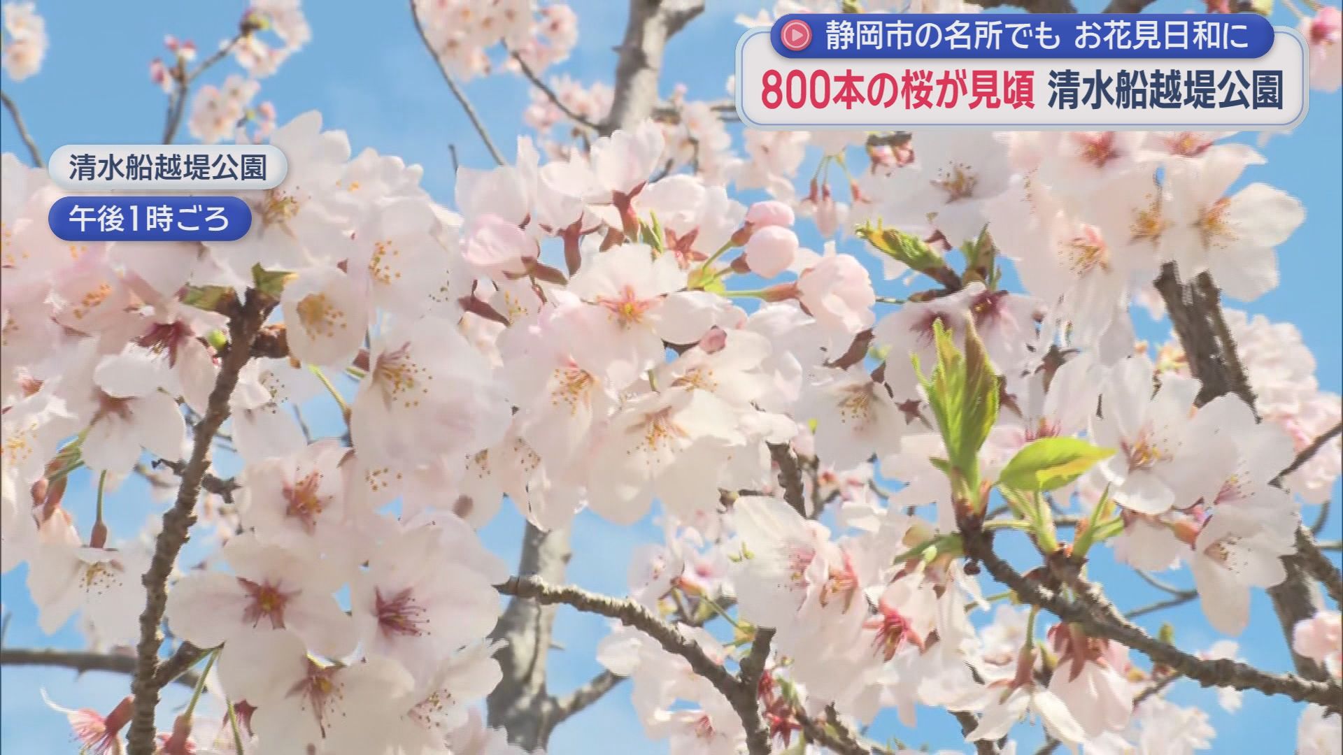 静岡市清水区　清水船越堤公園のおよそ800本の桜が見頃のピーク　久々の晴れ間で花見を楽しむ人の姿