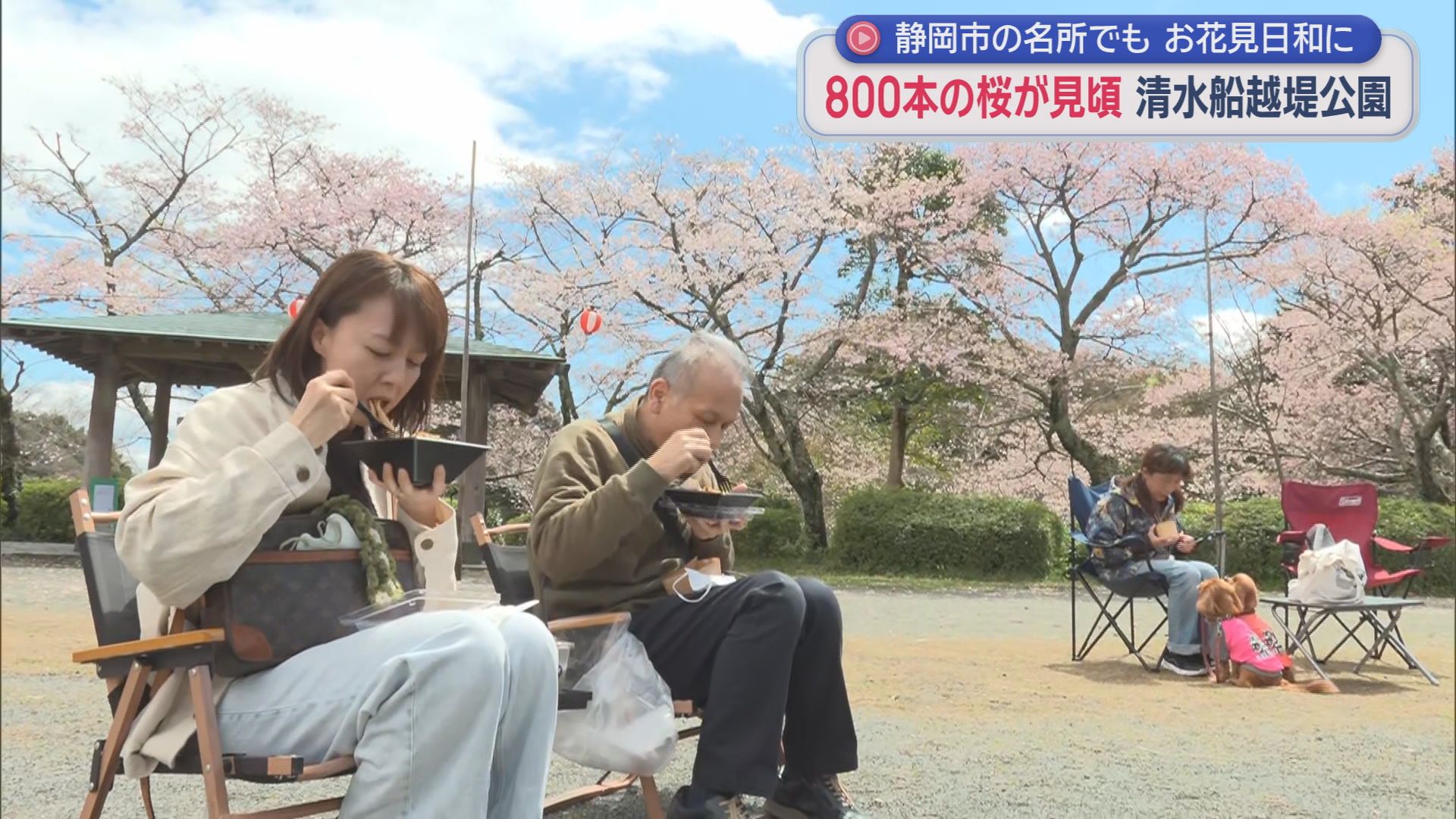 静岡市清水区　清水船越堤公園のおよそ800本の桜が見頃のピーク　久々の晴れ間で花見を楽しむ人の姿