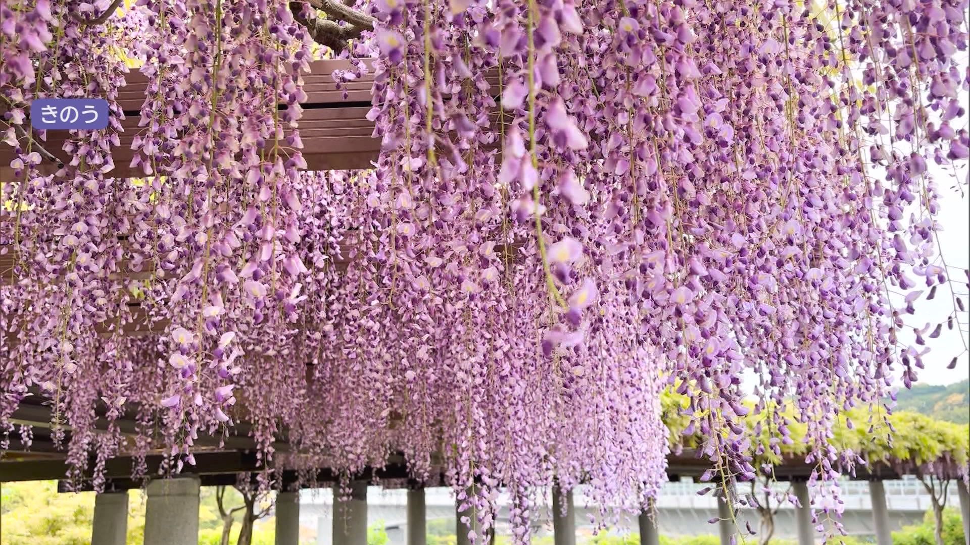 【藤枝PA】公園のような藤棚と朝限定の「地元グルメ・朝ラー」/GW直前　サービスエリア特集①