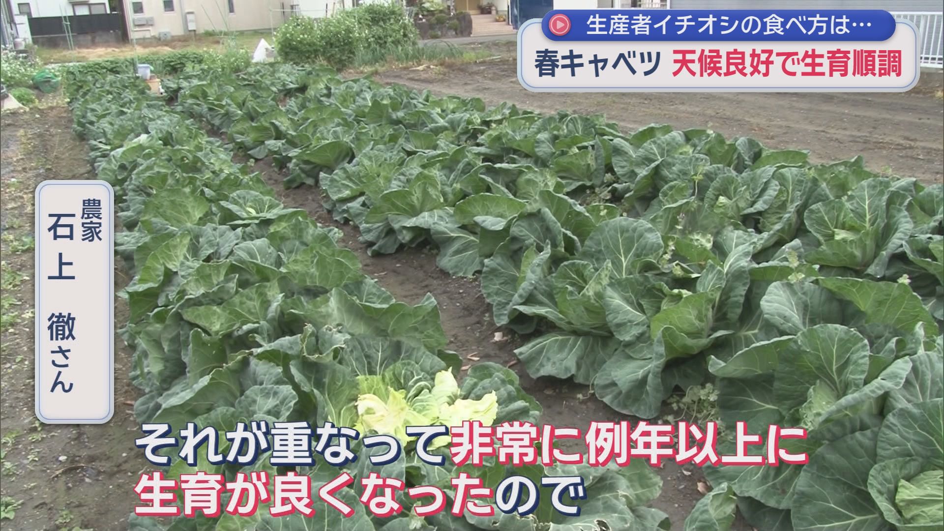 旬を迎えた春キャベツは価格もお手頃　春キャベツのおいしい食べ方を生産者にきいてみた