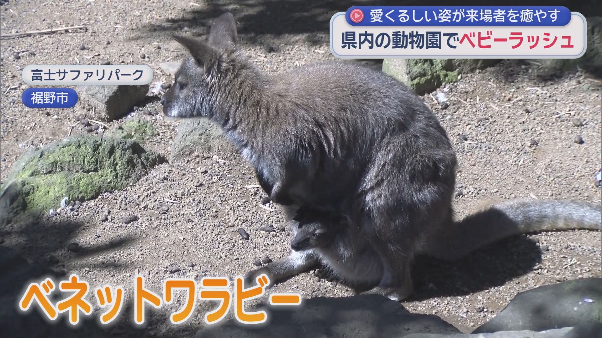 エミュー、マンクスロフタン、ワオキツネザル…静岡県内の動物園でベビーラッシュ
