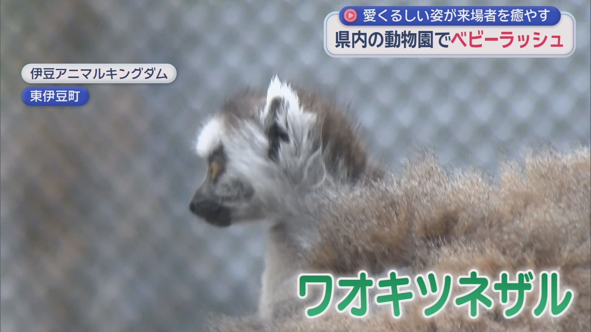 エミュー、マンクスロフタン、ワオキツネザル…静岡県内の動物園でベビーラッシュ