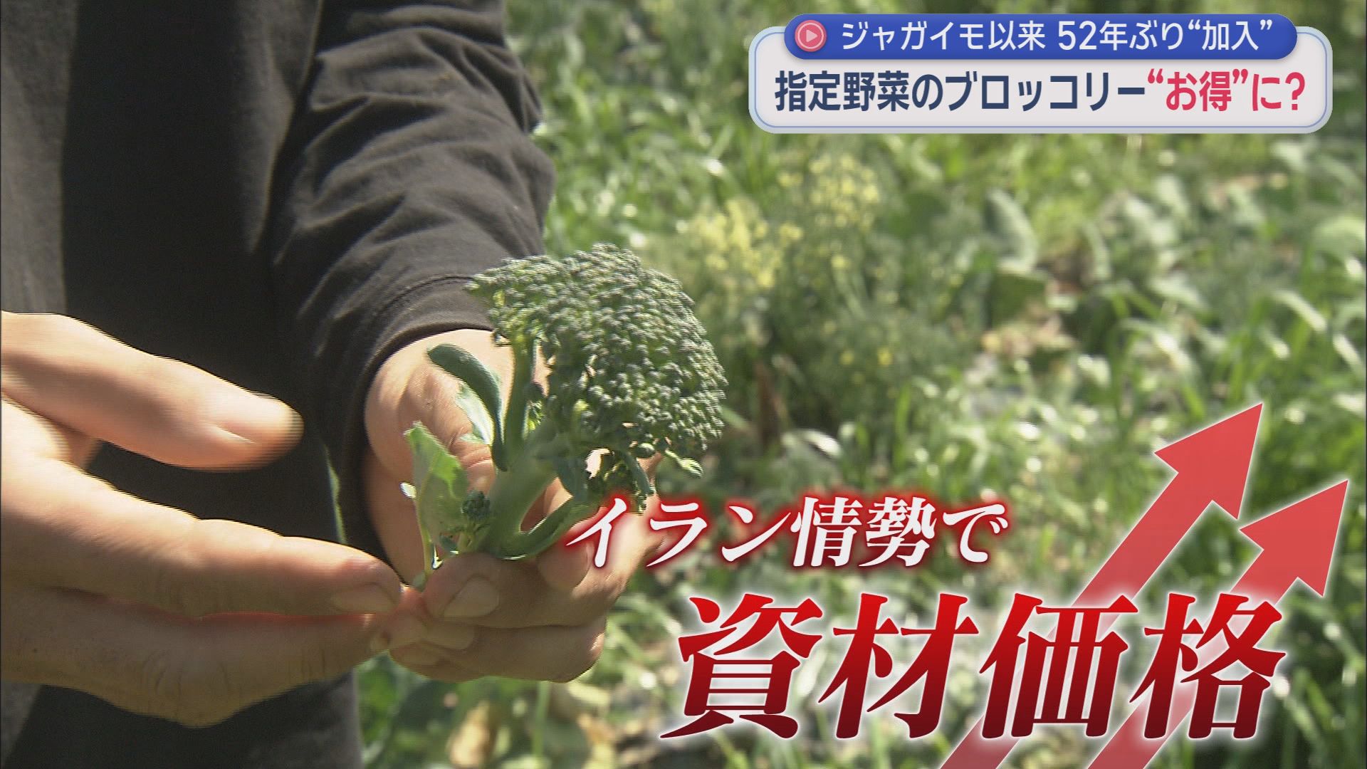 高タンパクで低カロリー・ブロッコリーが「指定野菜」に…そのメリットは　青果店「消費者も求めやすくなると思う」　