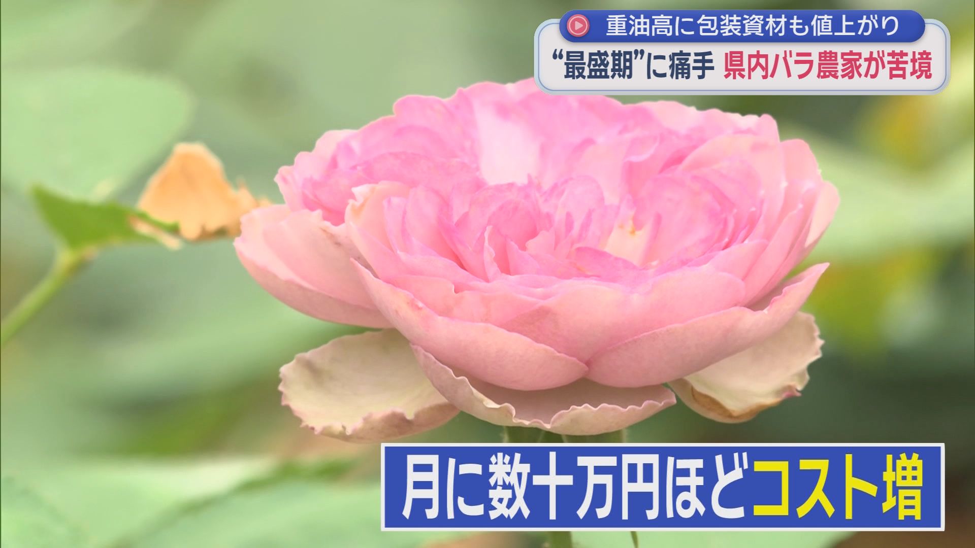 イラン情勢の影響でひっ迫が続く原油の供給　静岡県内のバラ農家にも影響が…